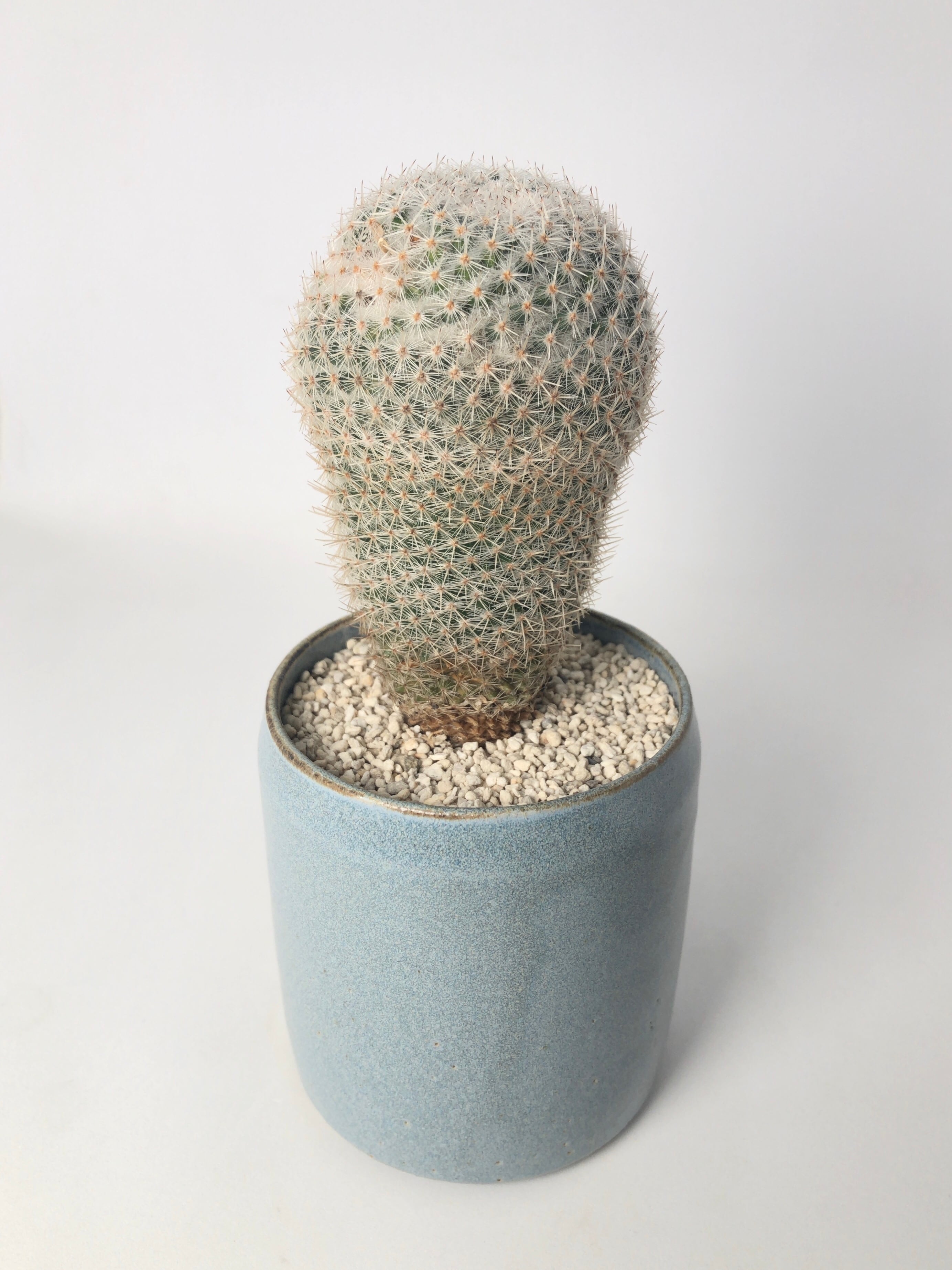 マミラリア・希望丸 | trigger