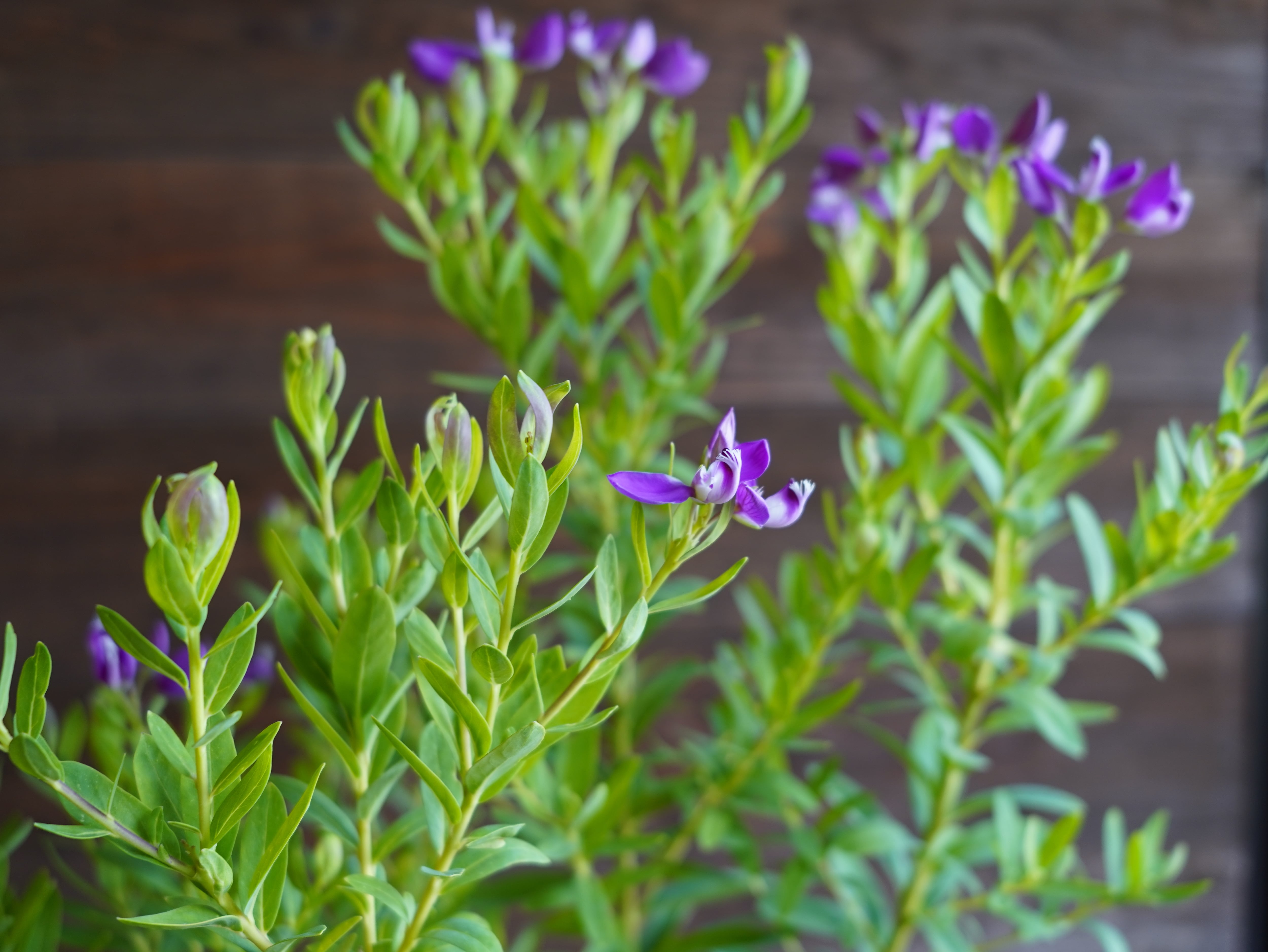 【現物】ポリガラ ・ミルティフォリア・ グランディフローラ　B