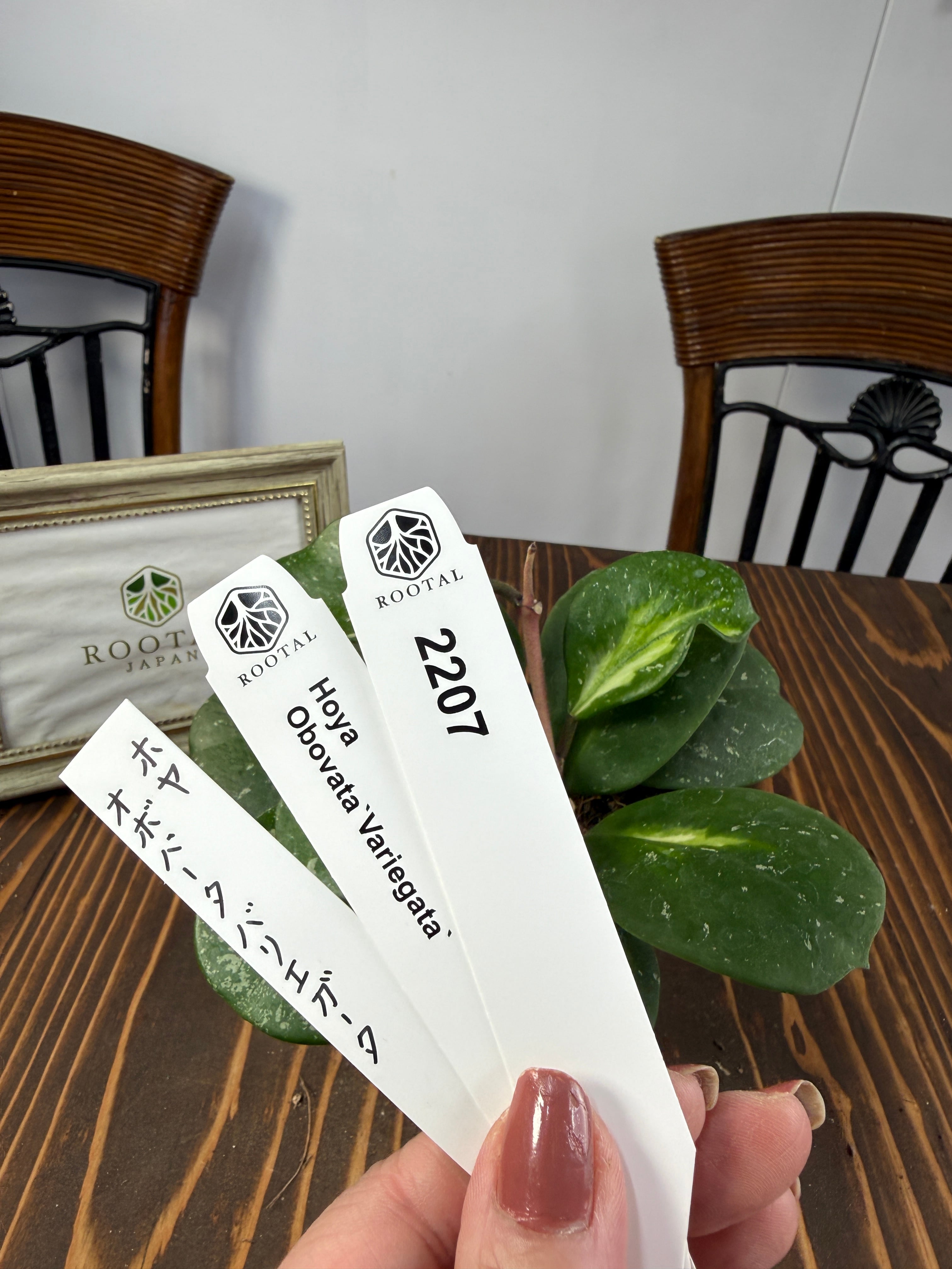 ホヤ | ROOTALPLANTS