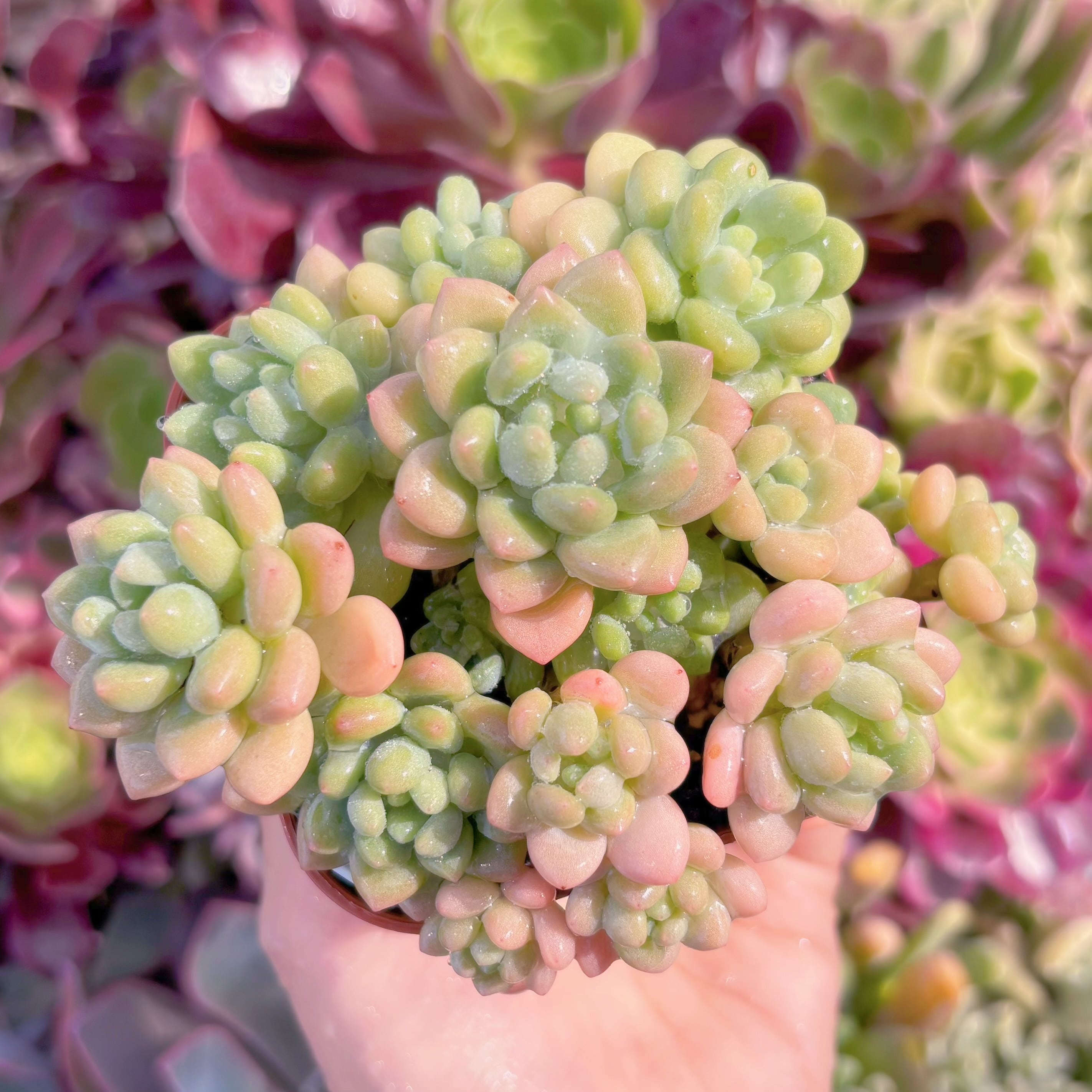 現品　ロココ#F016 　るる農園