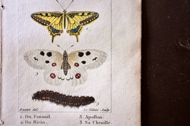 1780s フランス ビュフォン伯爵による蛾と幼虫の博物画e Buffon アンティーク