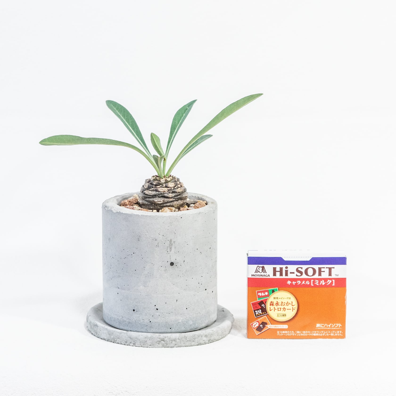 鉄甲丸 独特な環状模様と放射状の葉が美しい 手作りモルタル鉢の一点物