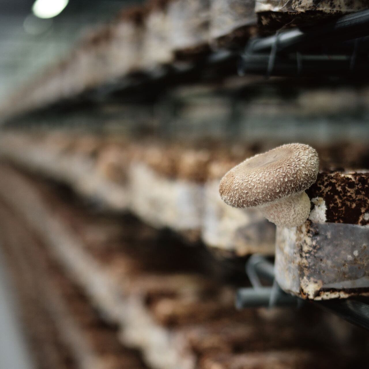 天恵菇（てんけいこ）干し椎茸 8パック（1パック30g） | 大塚きのこ