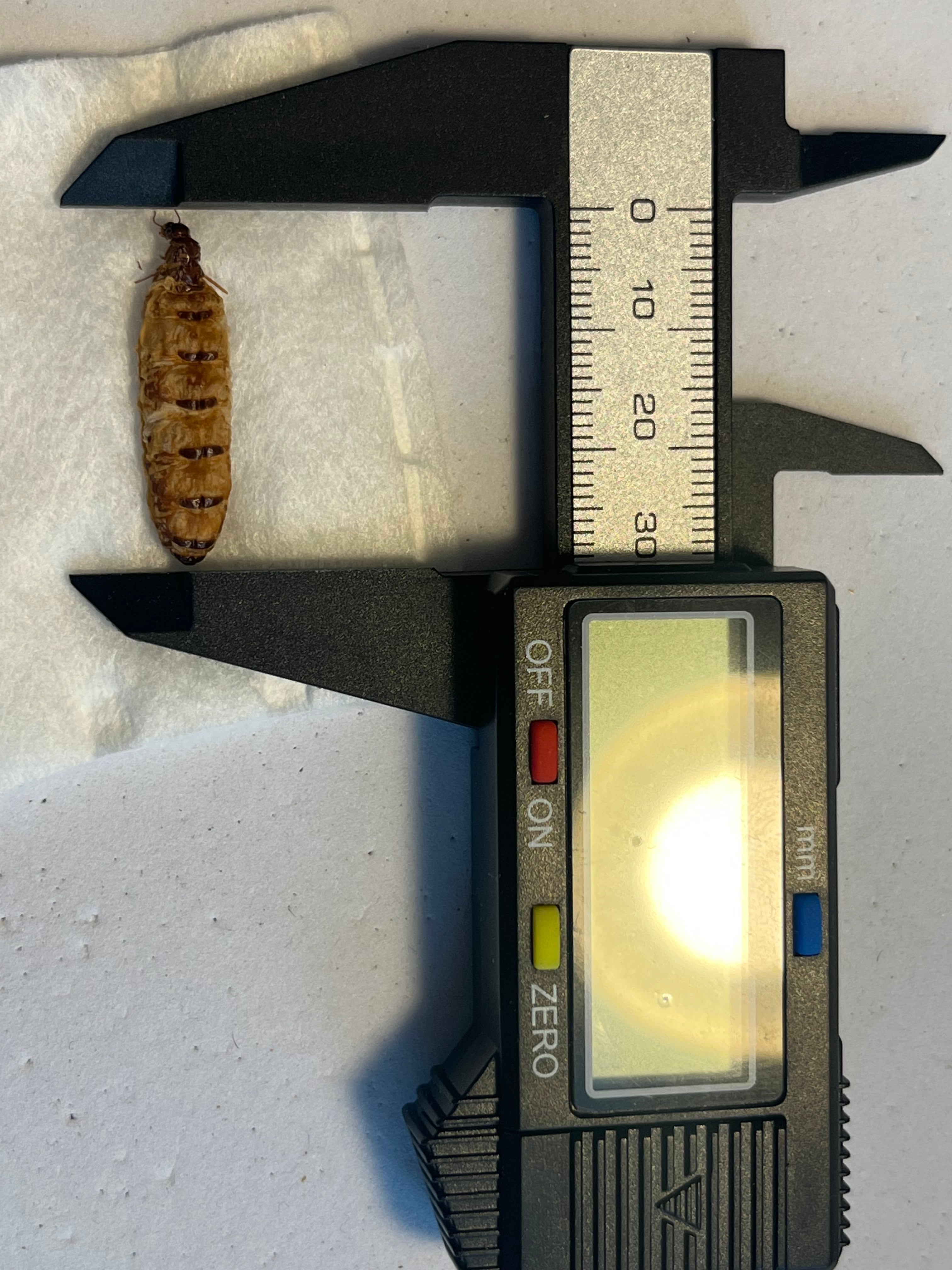 乾燥珍々】シロアリの女王標本 超巨大 液浸標本 昆虫標本 パラポネラ