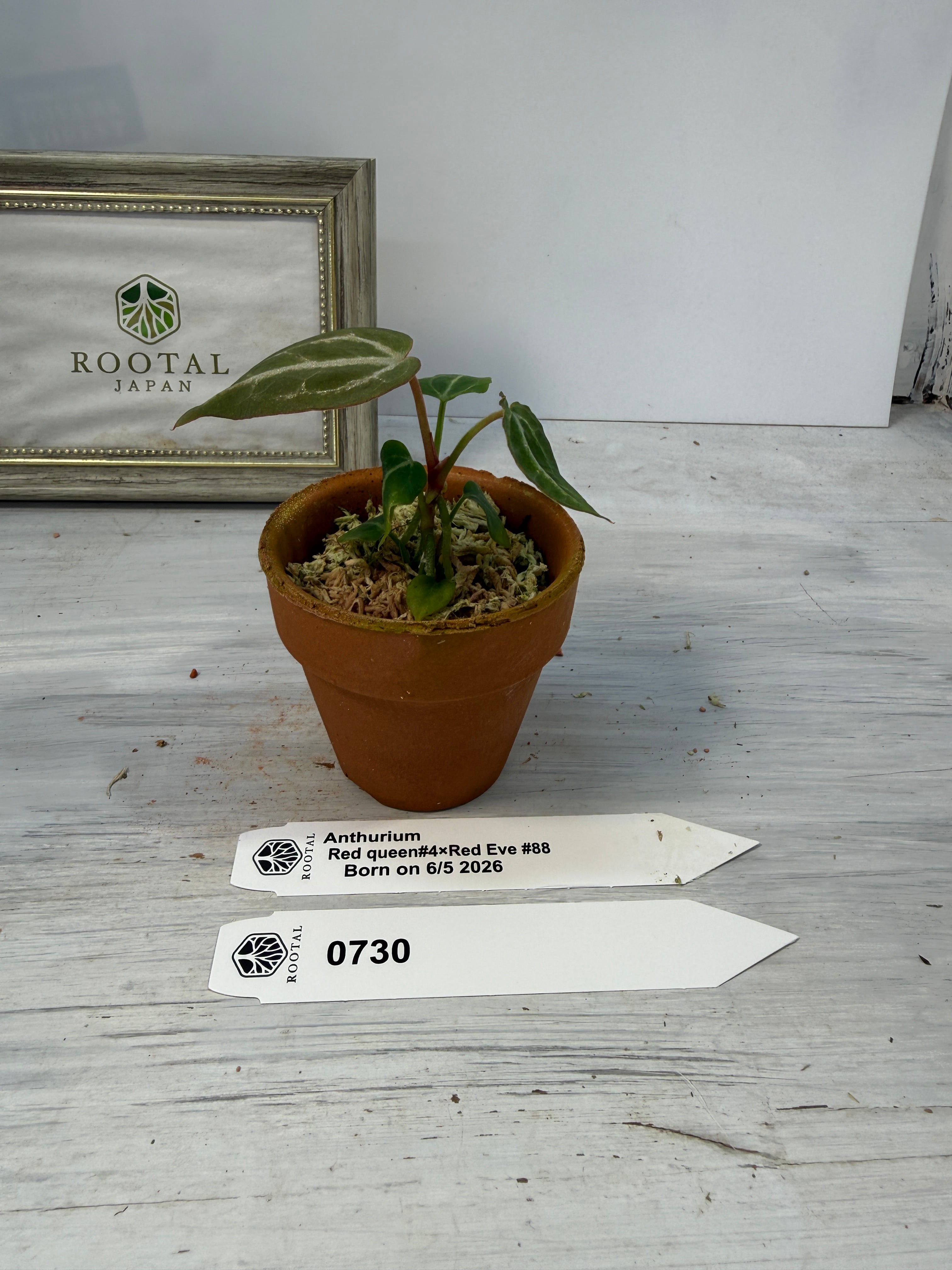 一周年記念インスタライブ株【アンスリウム】 | ROOTALPLANTS