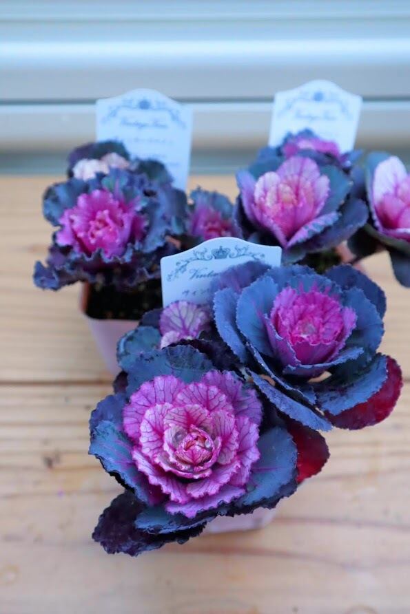 1ポットに2株！分けられるので寄せ植えにおすすめ！ カラーリーフ