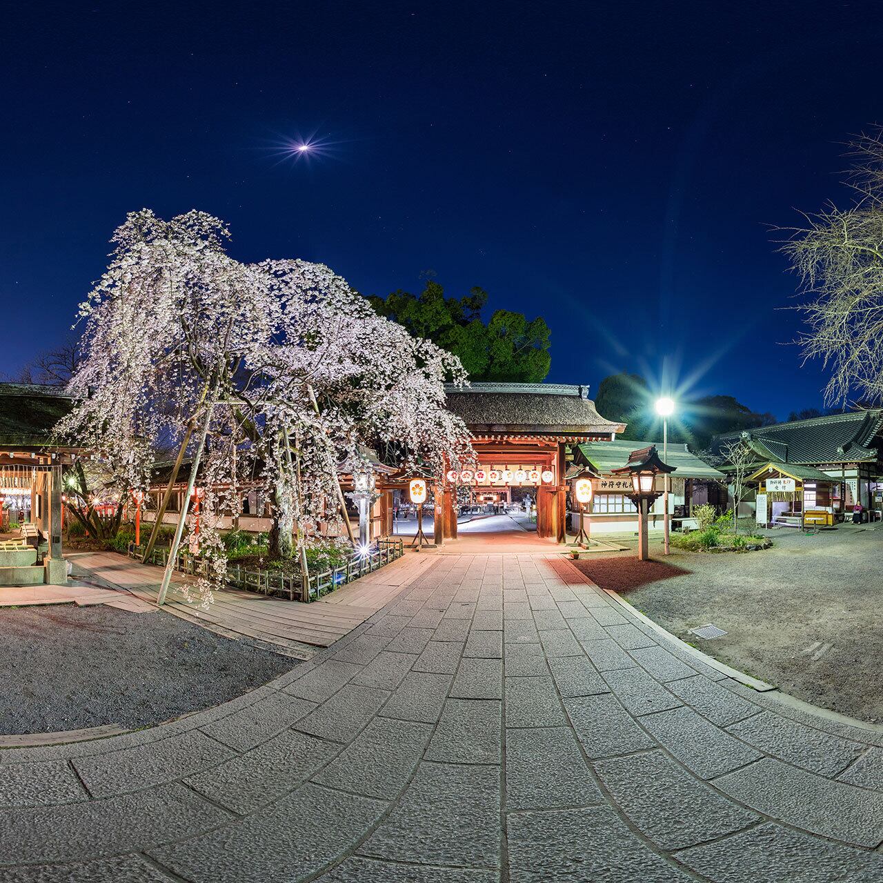 平野神社の夜桜ライトアップ