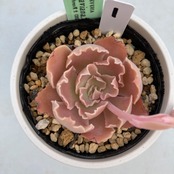【現物商品】ECHEVERIA shaviana,Peregrina ① 原種 実生苗