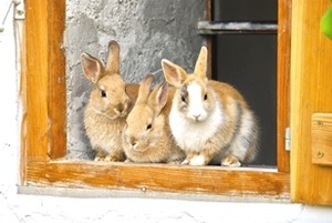 臼井式レイキ遠隔伝授　サードディグリー（リアルタイム再伝授）