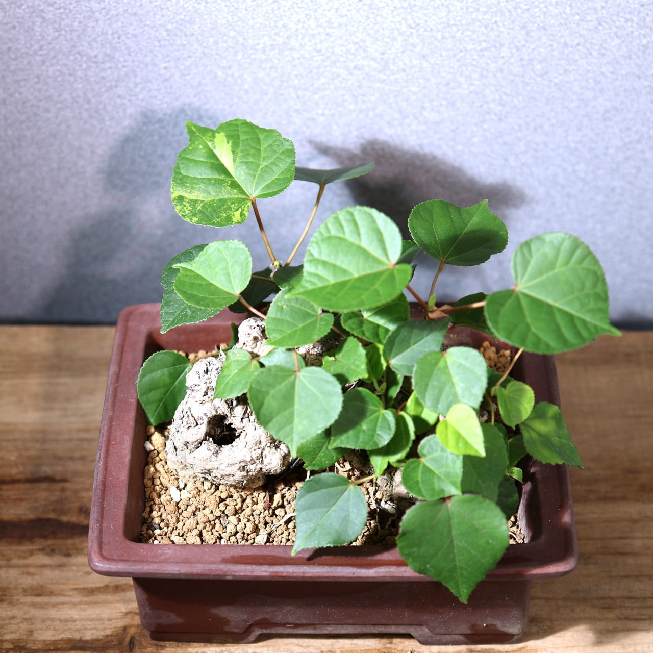 班入りオオハマボウ❣️(鉢ごと) 斑入りオオハマボウ❣️(鉢ごと) 【公式通販】