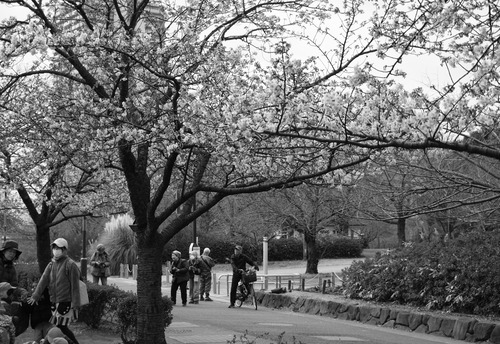 シリーズ 墨東歳時記96　〜大島小松川公園〜　＜フォトカード・10枚セット＞