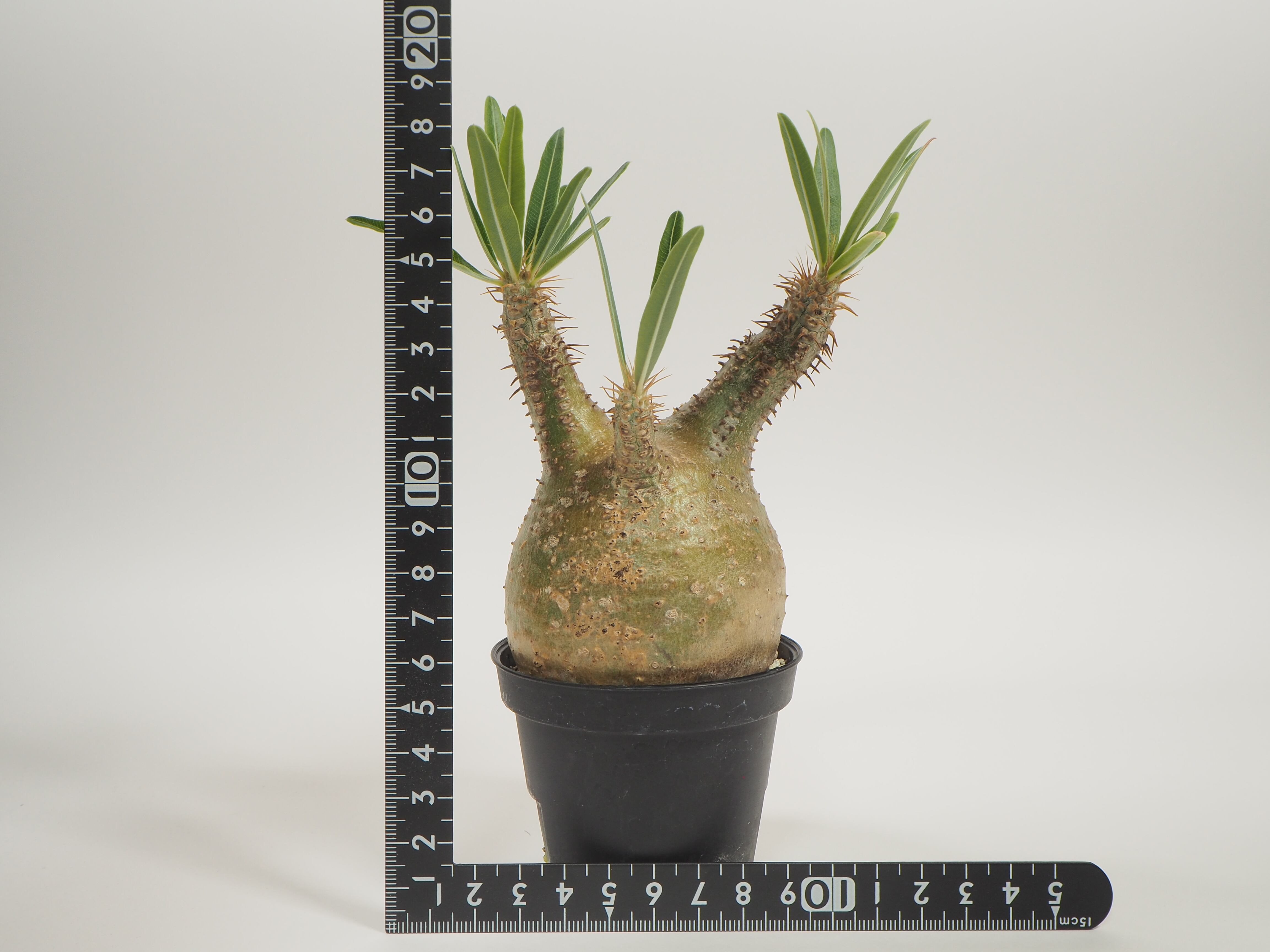 pg-07 Pachypodium gracilius パキポディウム グラキリス