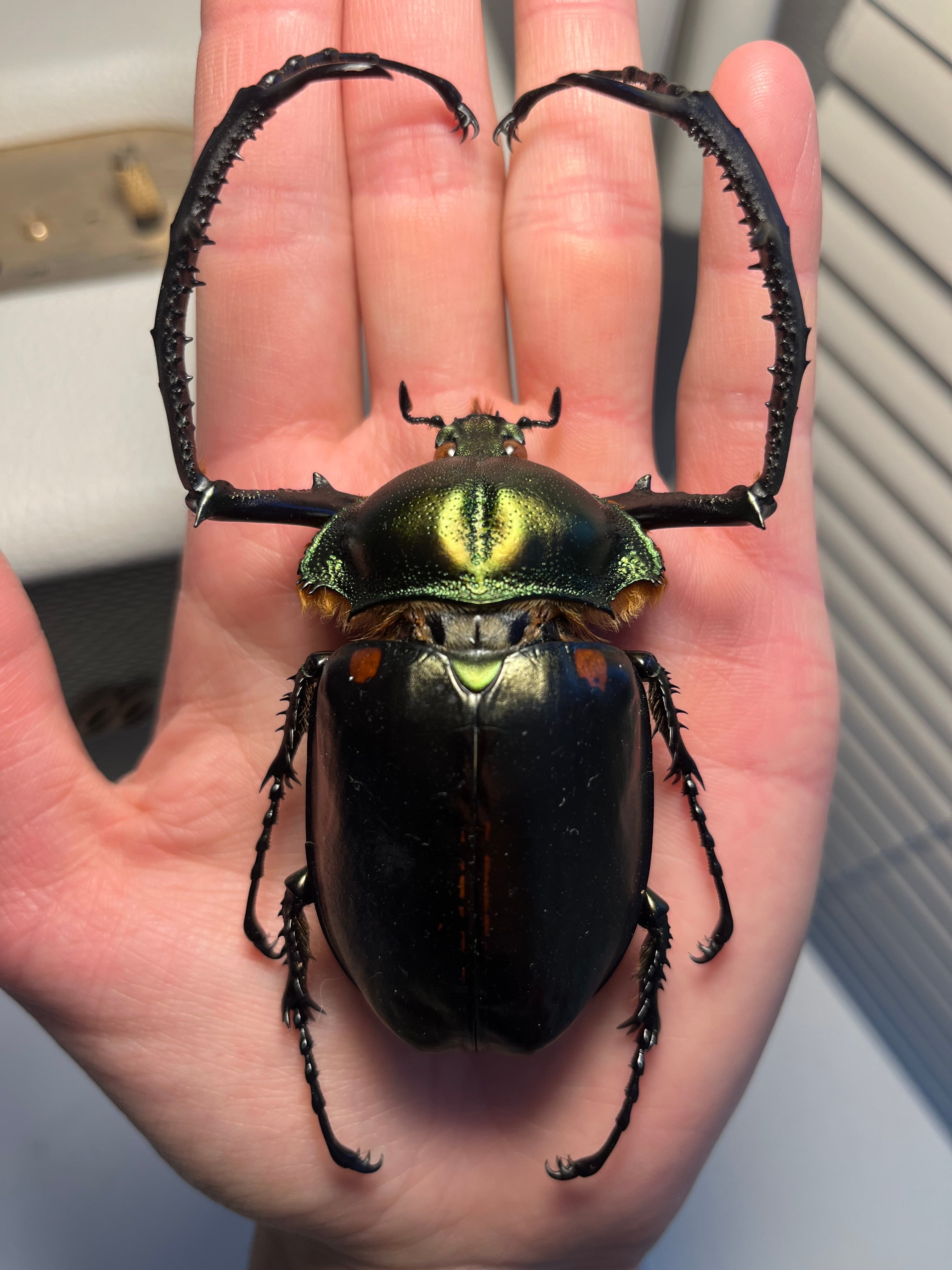 オモニキチュウ