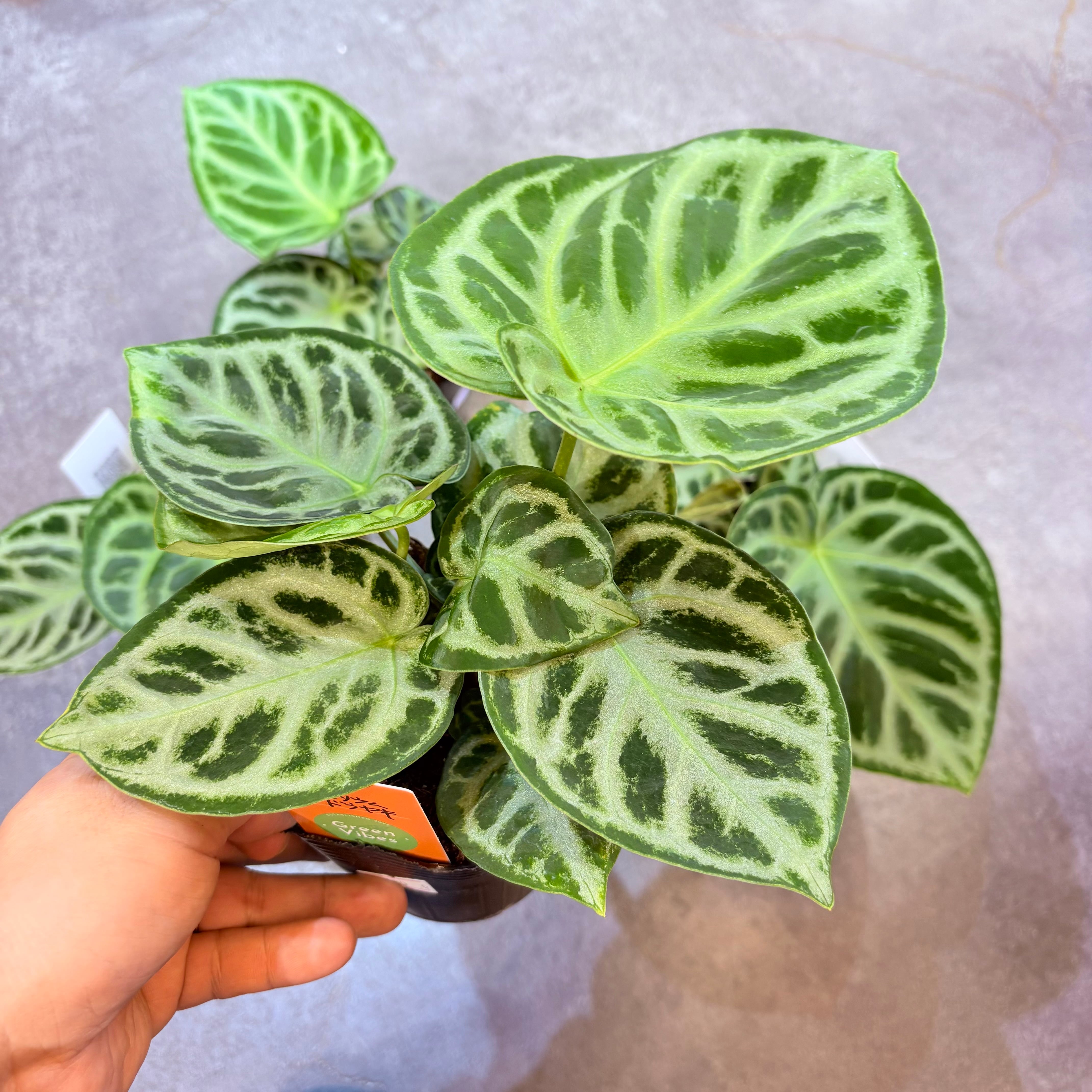 アンスリウム ドラヤキ 3.5号 | Green Vibes 宇都宮市の観葉植物専門店