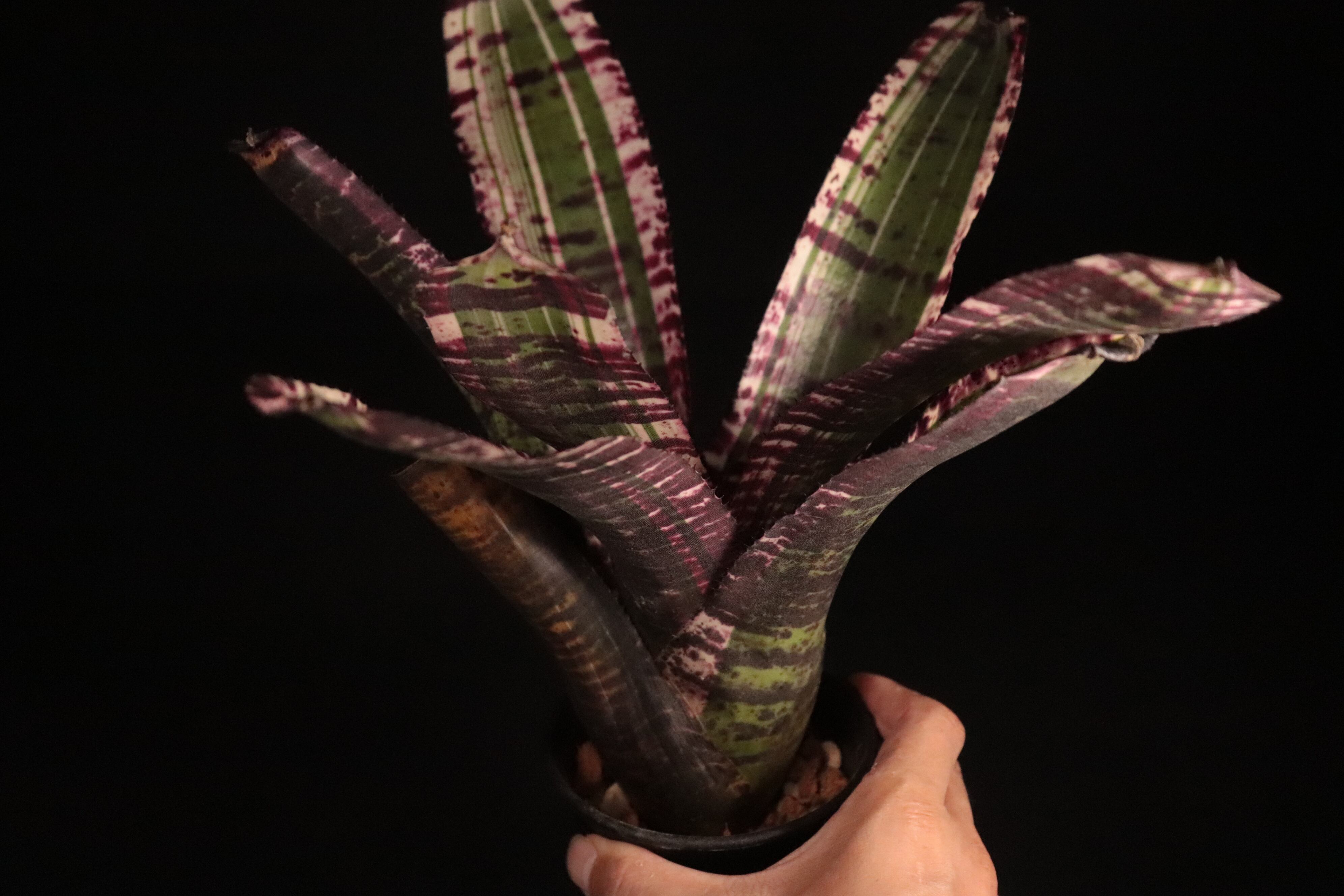 送料無料】Neoregelia 'High Energy'〔ネオレゲリア〕現品発送N0501