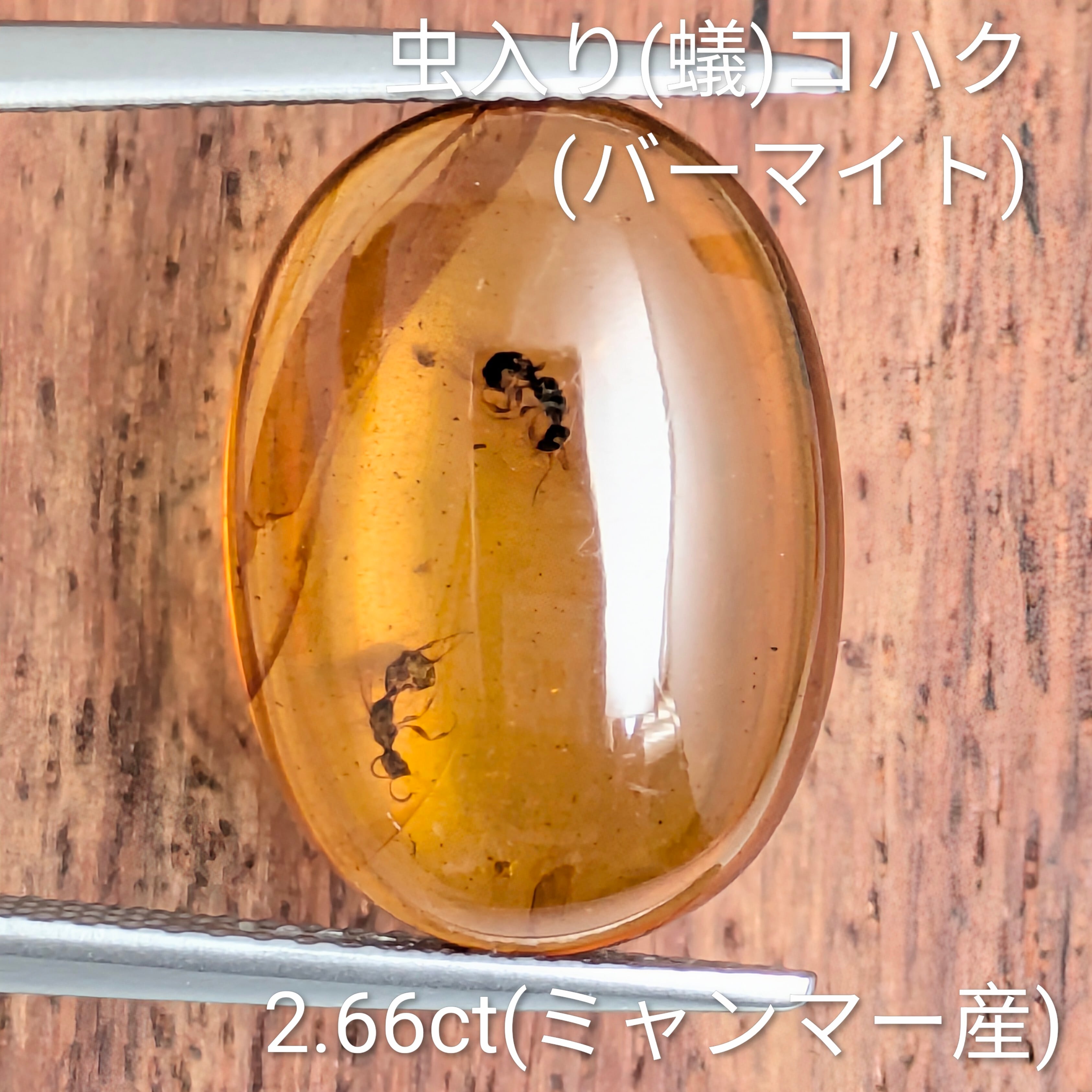 虫入り琥珀(蟻/バーマイト) ルース ミャンマー産 【2.66ct】 PRO207911