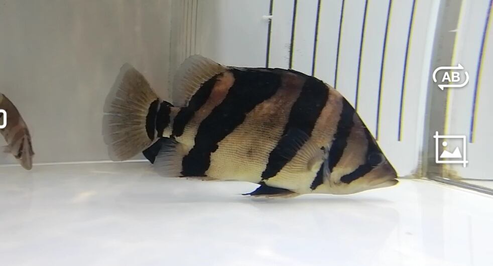 オススメ☆ダトニオリアルバンド ±25㎝【A】 | アロワナ等の大型魚