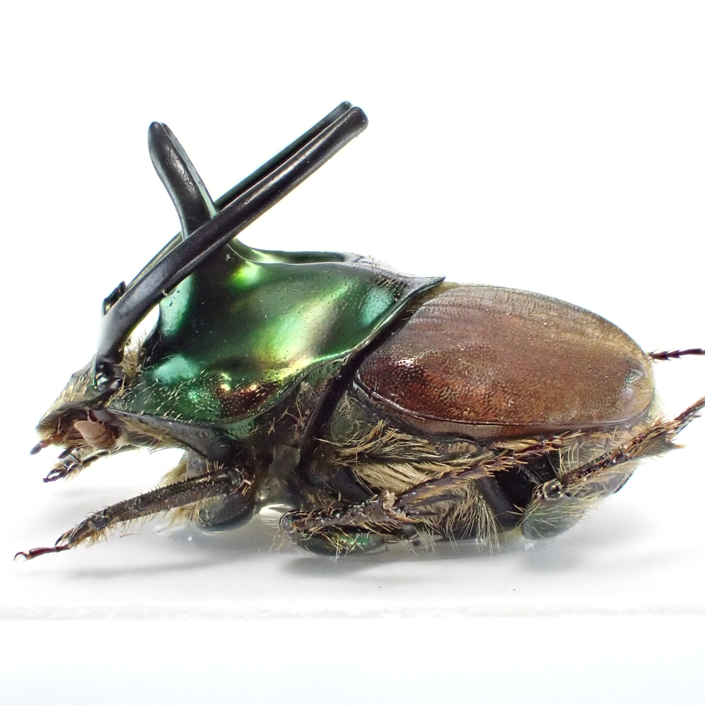 【珍品 現品限り】パラタイプ・コノハチョウ（1オス・タイ産） i-img1200x900-