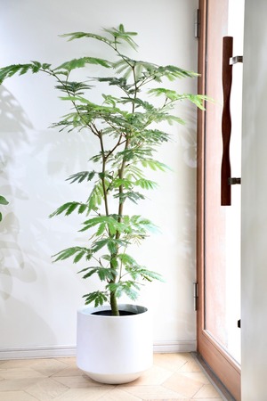 【L/160cm】【渋谷区周辺エリア/配送料無料】エバーフレッシュ/Pithecellobium confertum ever fresh ※陶器鉢カバー別売り