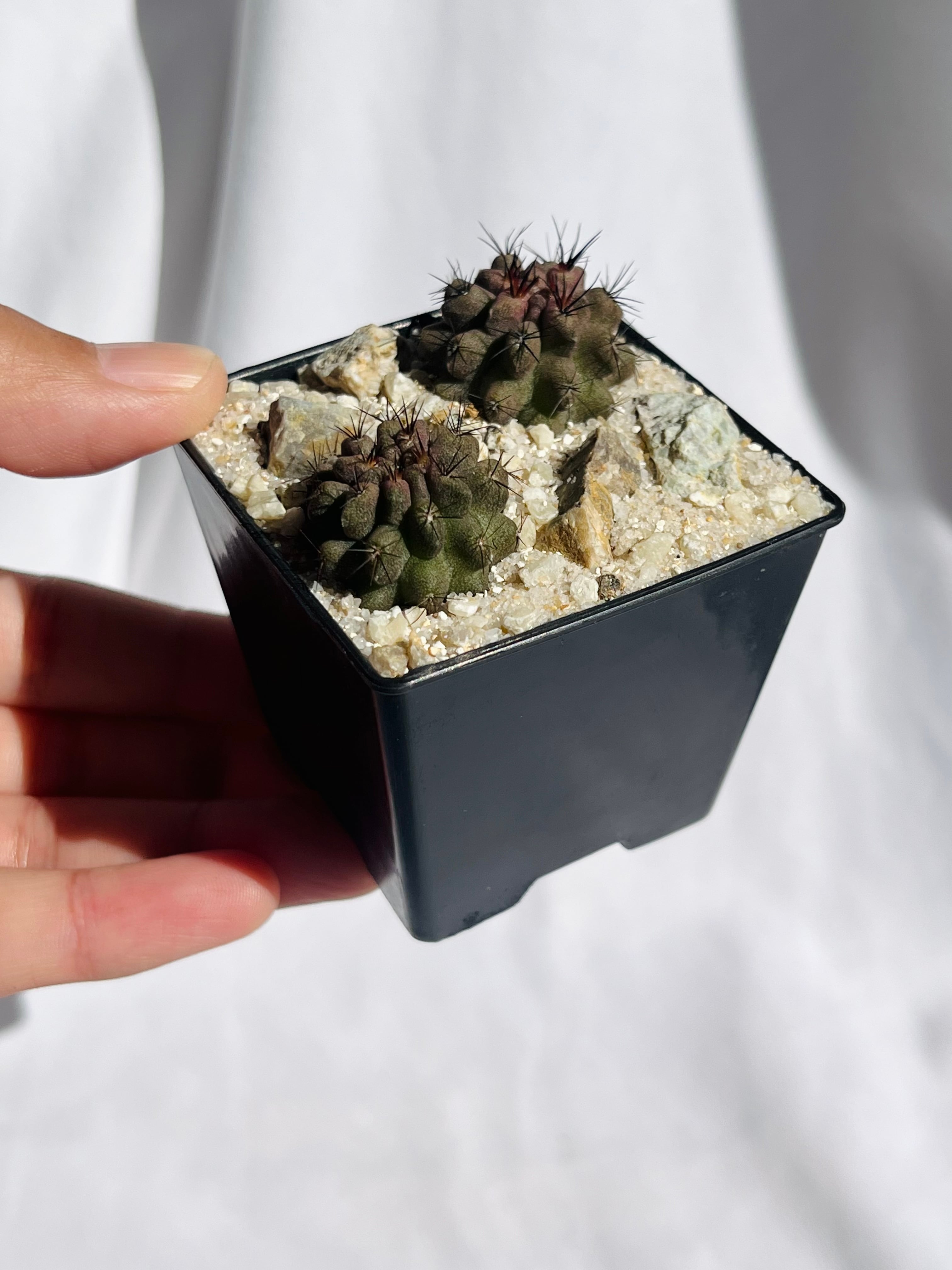 Eriosyce sp エリオシケ paucicostata×jussieui サボテン | plants