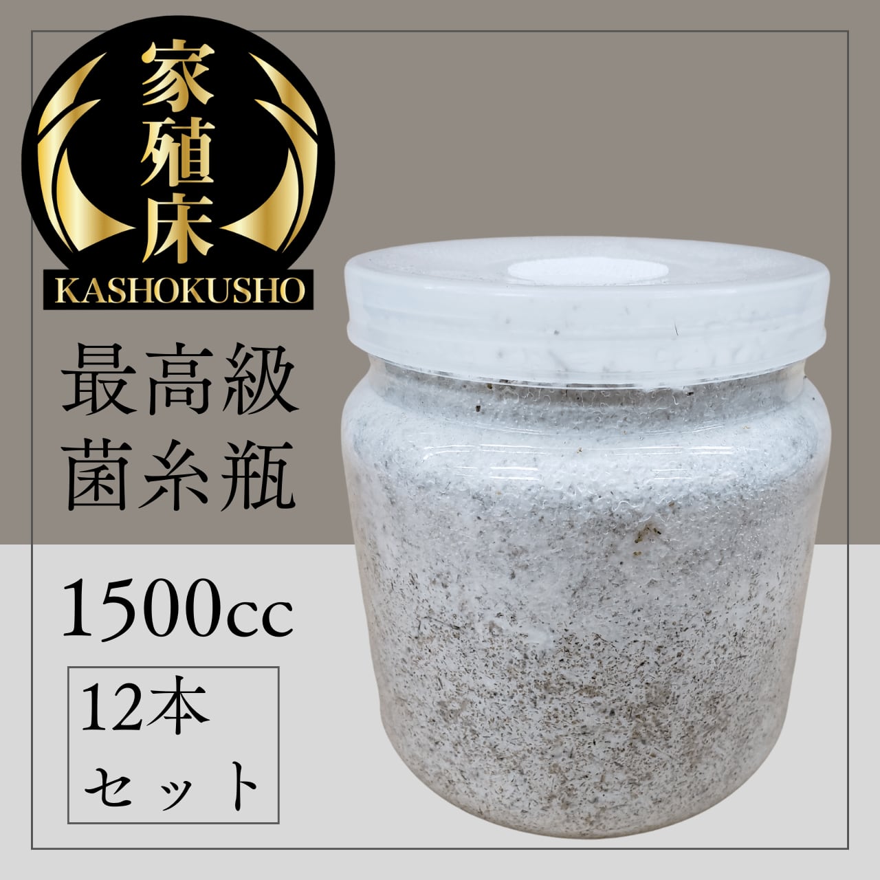 ペット用品 菌糸ブロック クヌギヒラタケ12個