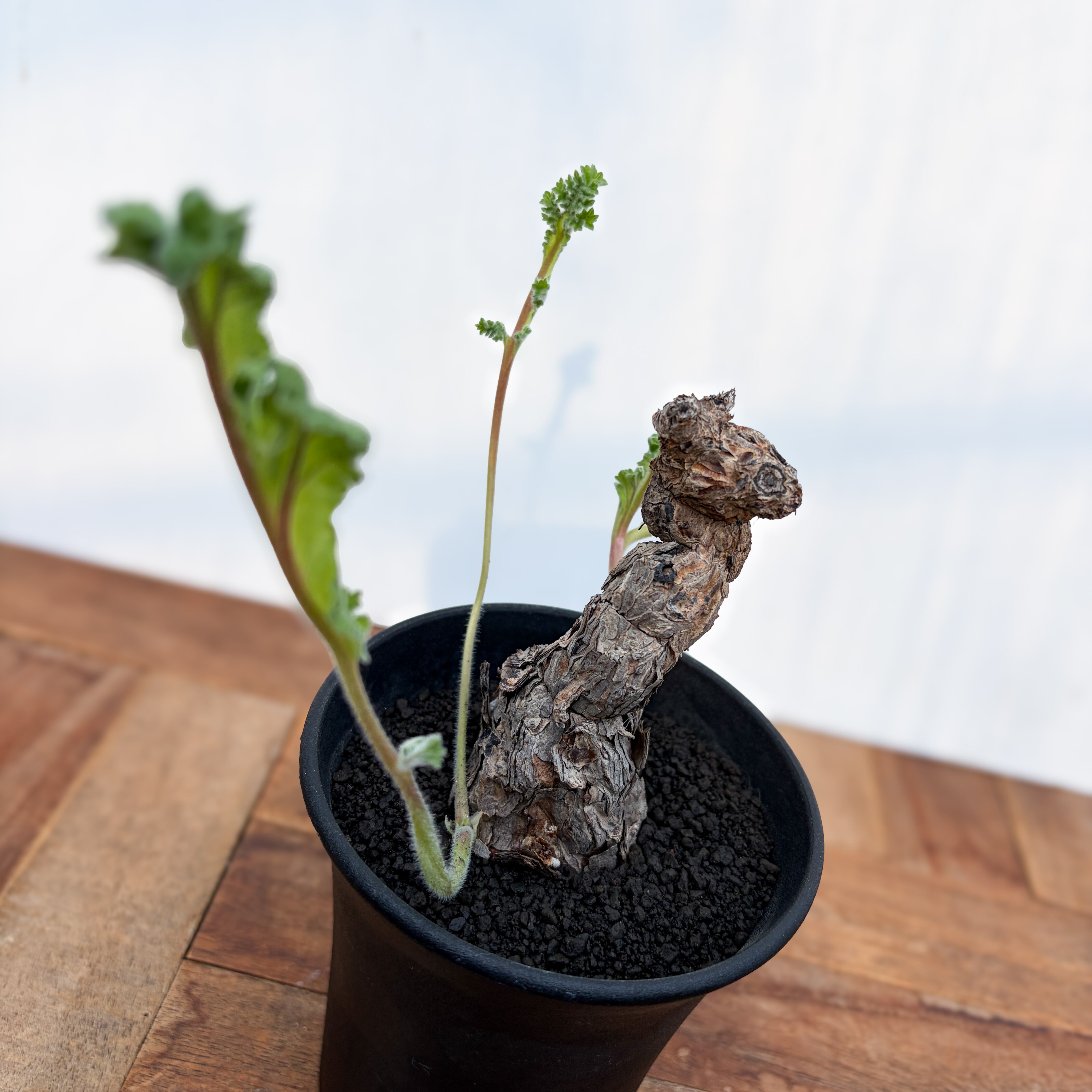 Pelargonium Lobatum【ペラルゴニウム・ロバツム】 | RIMO'S GREEN