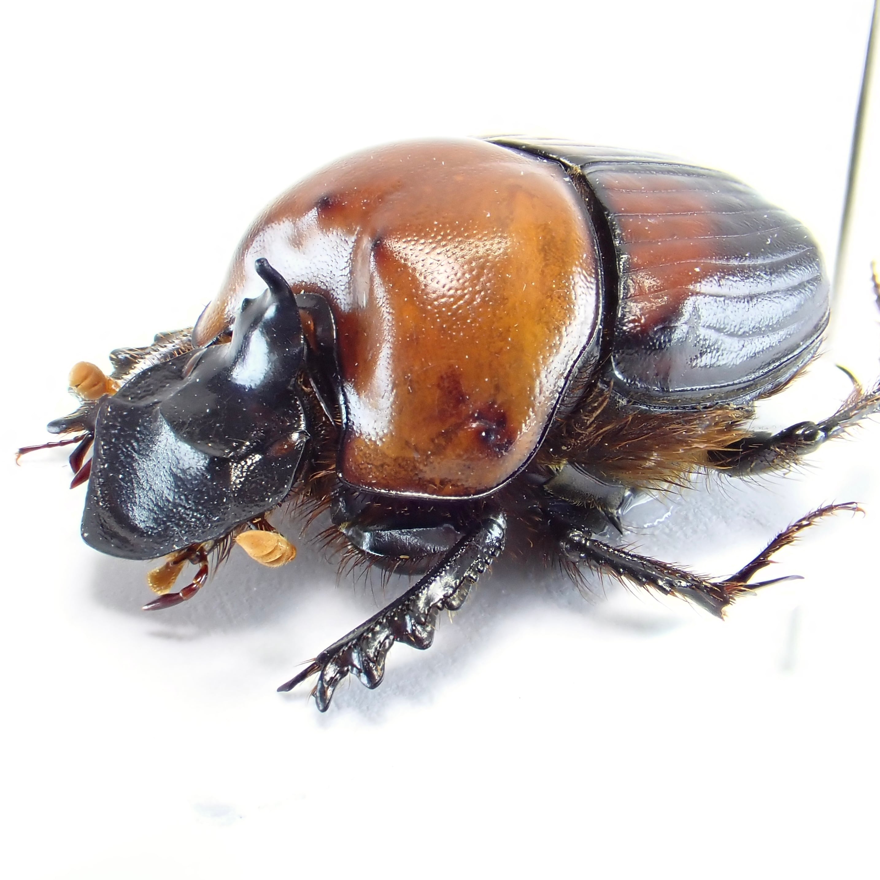 ベトナム産 Onthophagus rubricollis ♂ 17mm | 昆虫標本 Diggers
