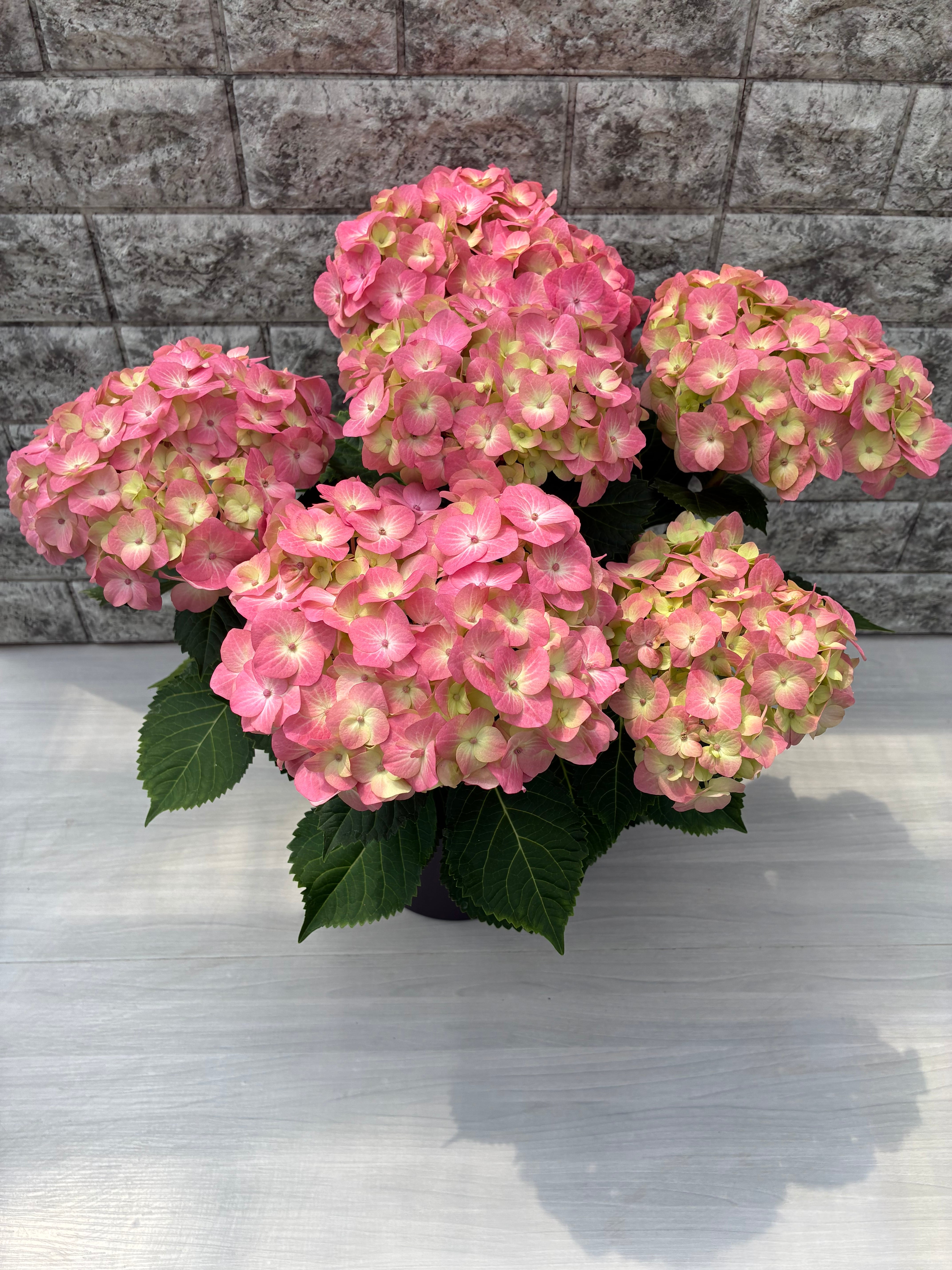 輸入アジサイ６セット 紫陽花・おまけ付き（水曜日発送予定） ほんのり/あじさい6号鉢【母の日ギフト】におすすめ | 三浦園芸