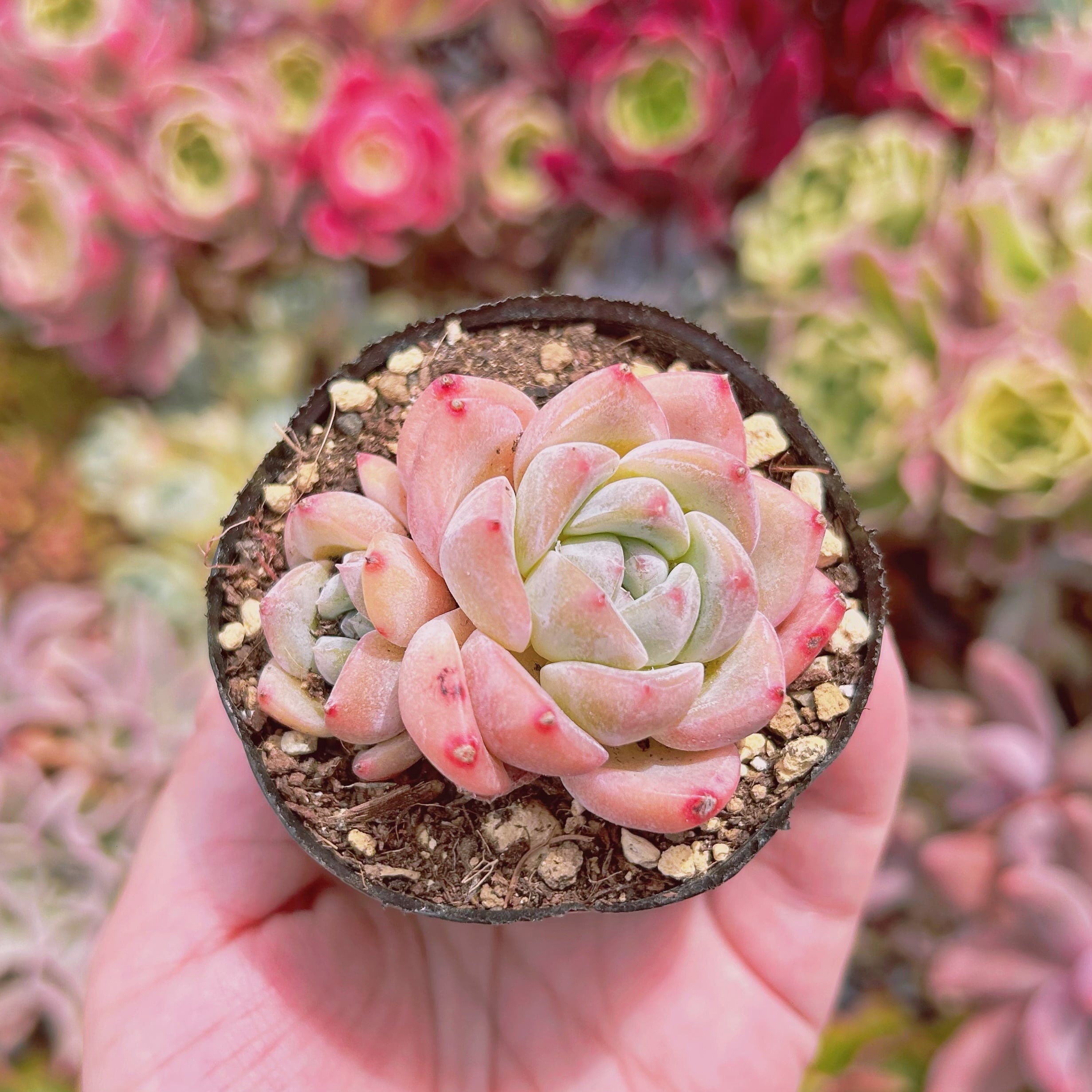 #905現物　多肉植物　幻夢