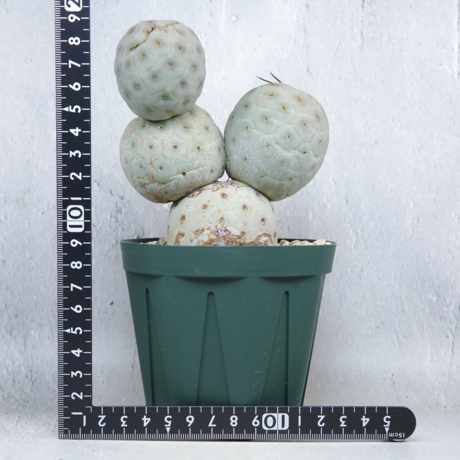 大球 4球 棘無し テフロカクタス ゲオメトリクス | LIGHTHOUSE.PLANTS