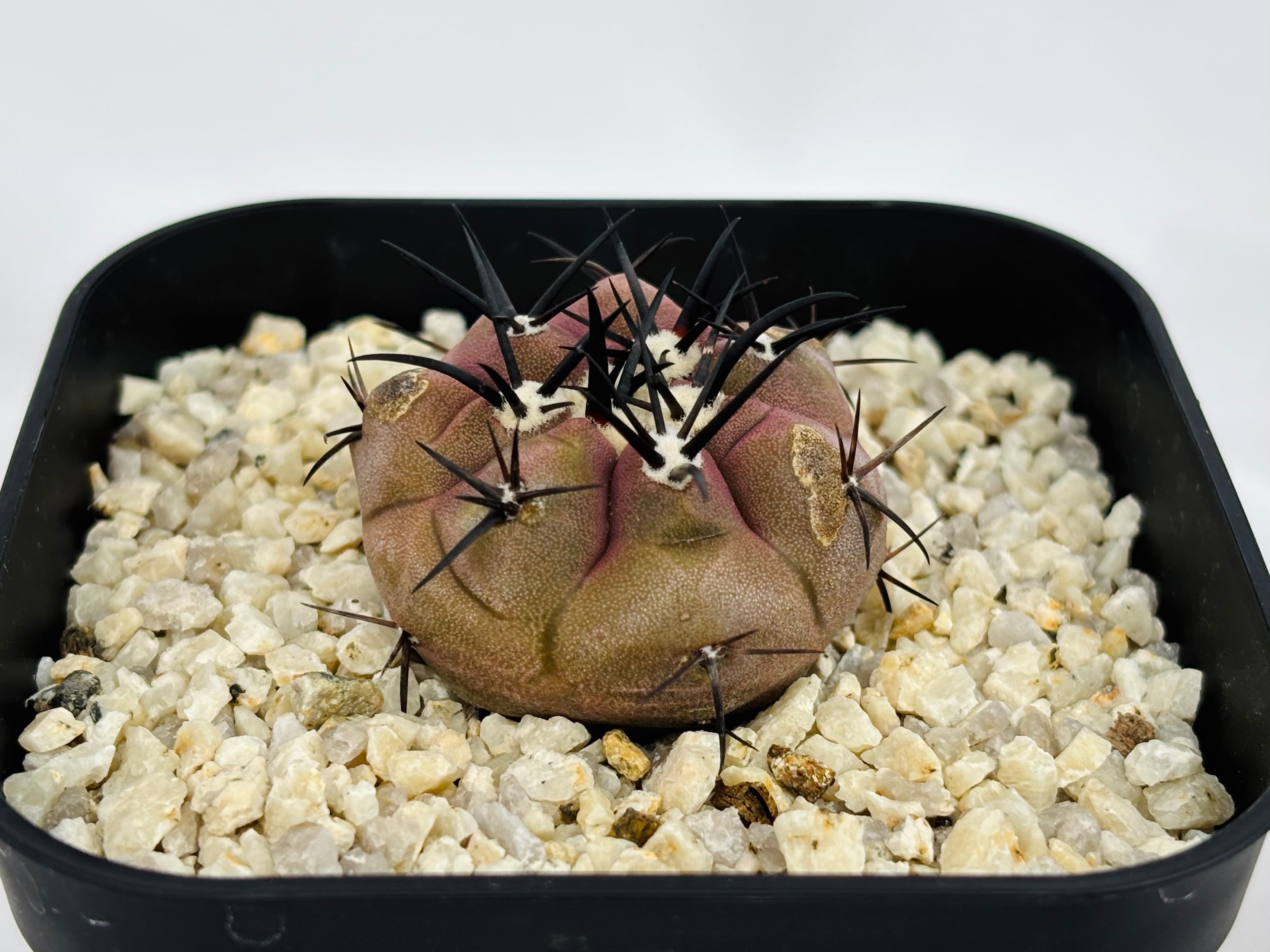 Copiapoa cinerea コピアポア シネレア 黒王丸 サボテン | plants MARU