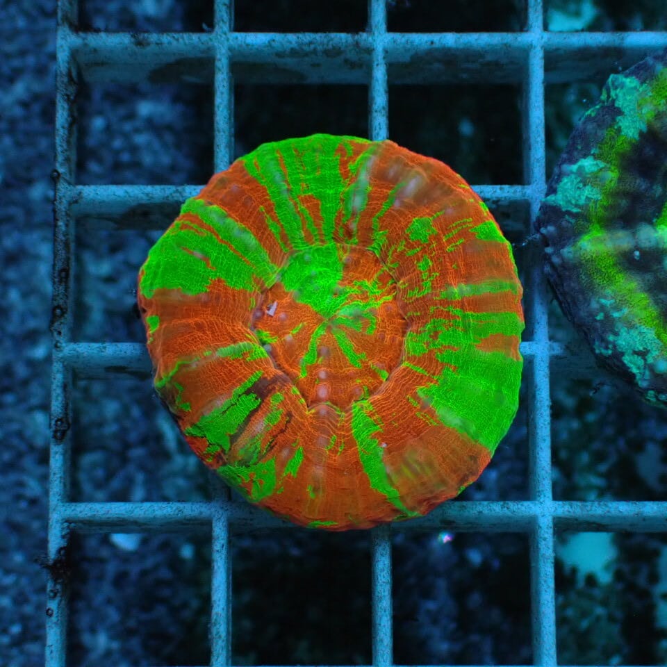 ネット入り天然ライブロック(クラッシュ)500g | HOUSE REEF(ハウス