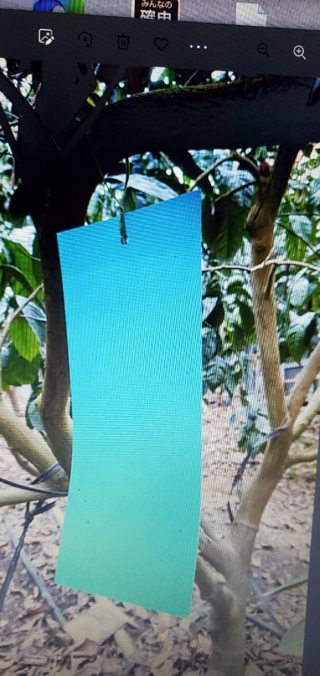 ハウスみかん小玉約３kg