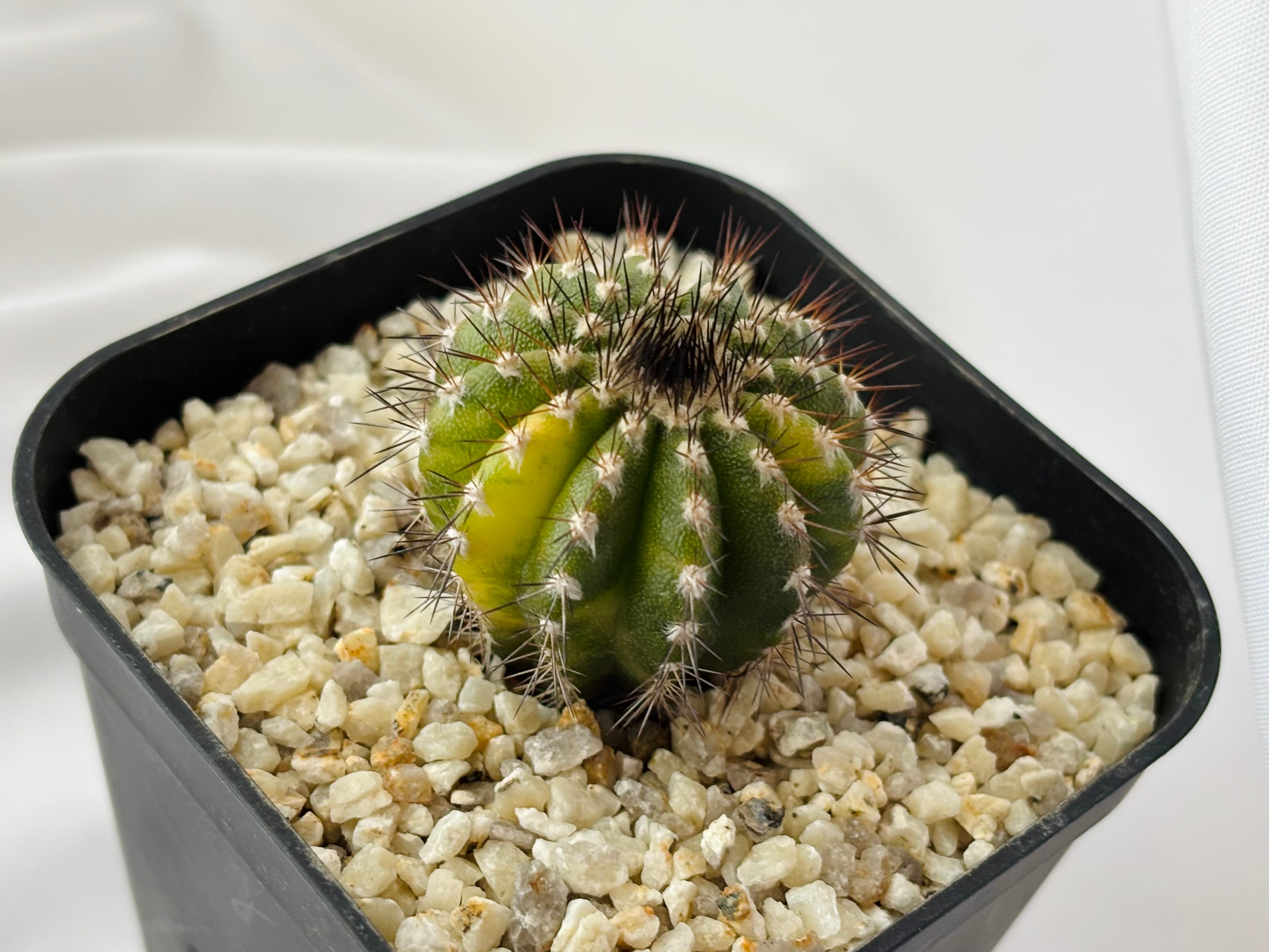 Uebelmmania pectinifera ユーベルマニア ペクチニフェラ錦 サボテン