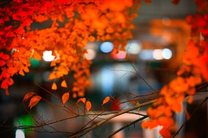 Autumn  / 紅葉