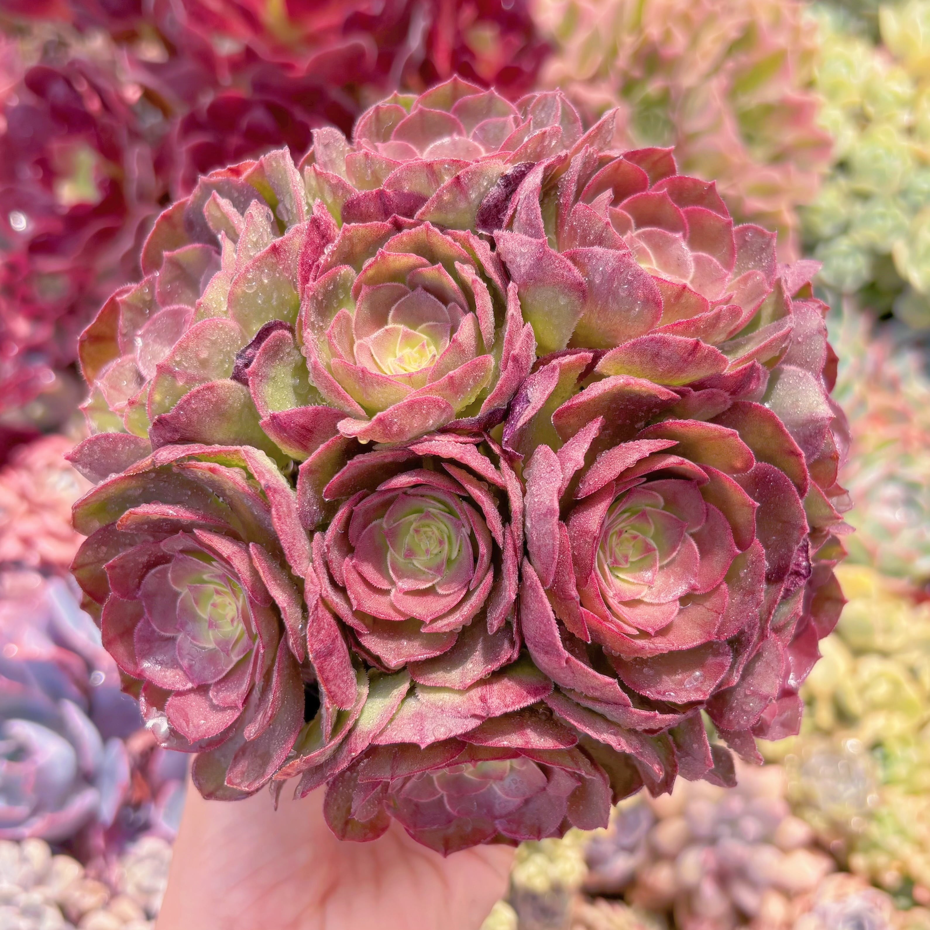 現品　ハロウィン#340　群生　新入荷　るる農園