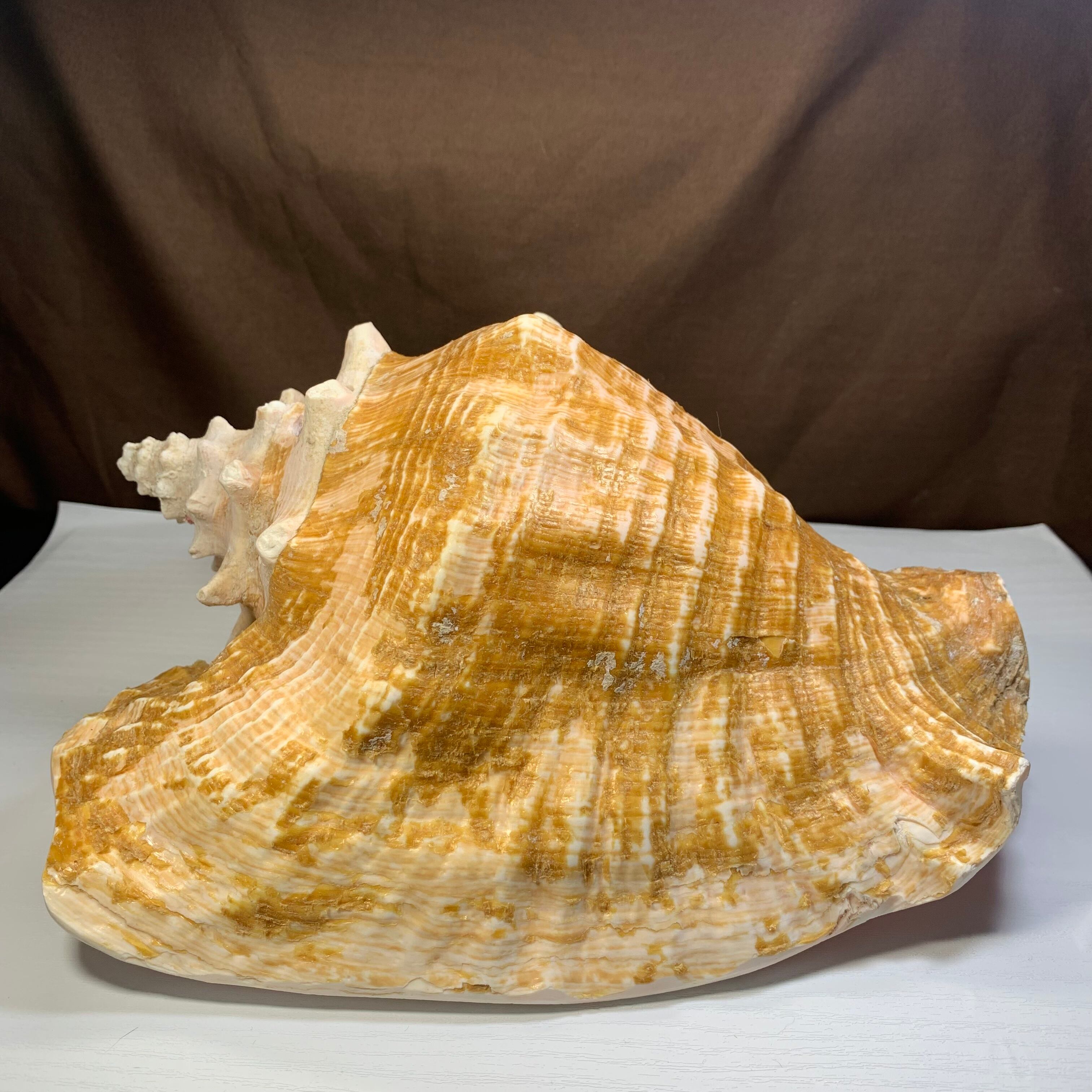 1.クイーンコンクシェル貝母・貝殻 | Naturaltreasure