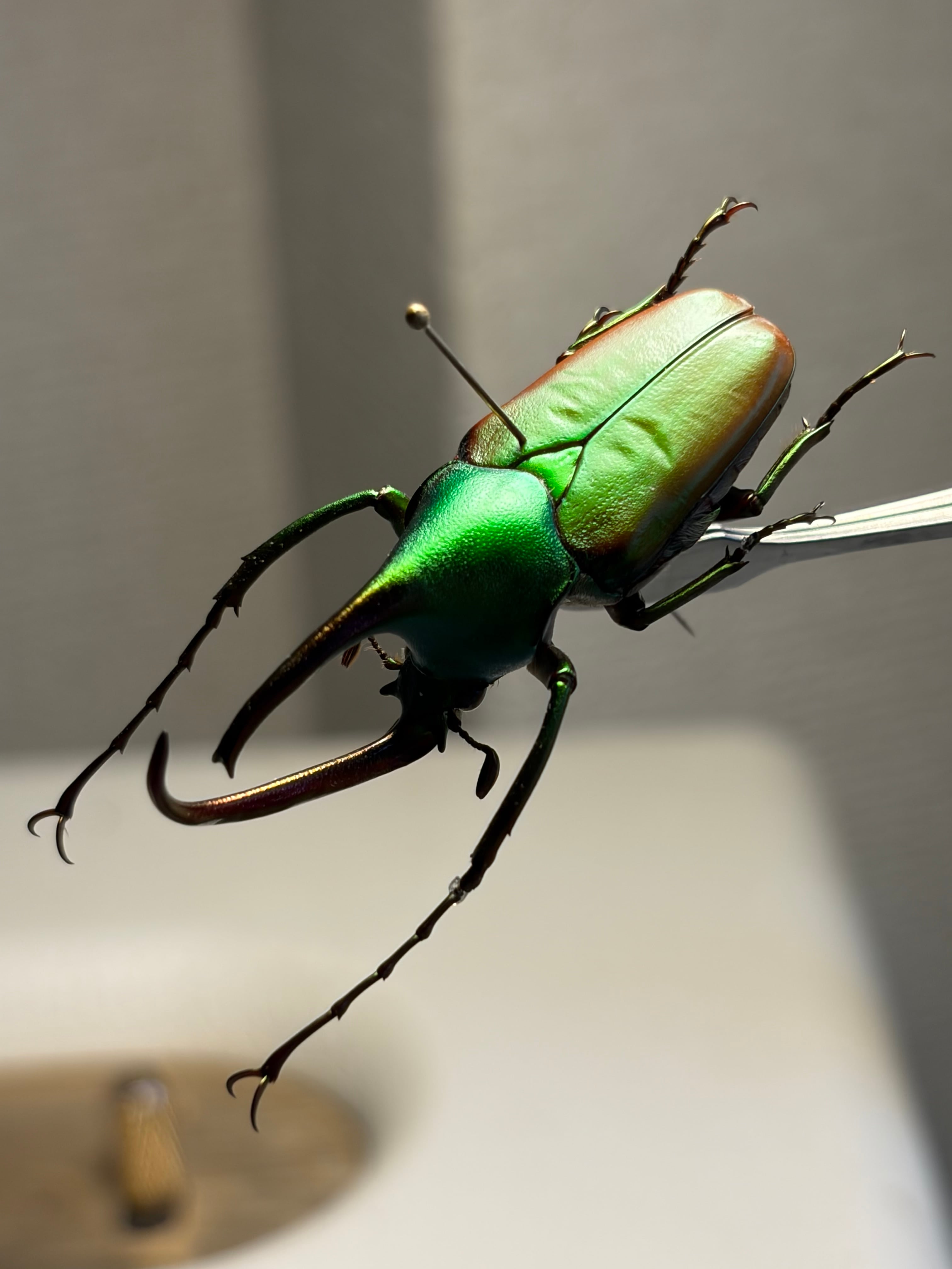 24mm】パラポネラ アシナガアリ 標本いきもの大図鑑 蟻 クロオオアリ