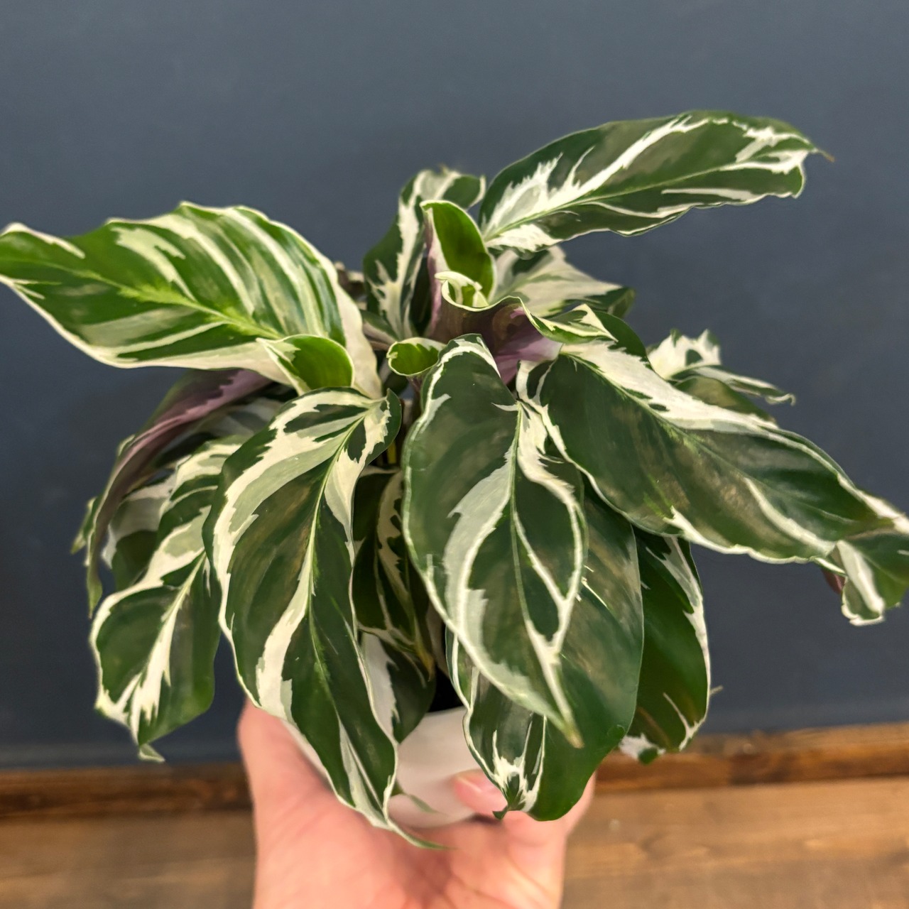 カラテア　ホワイトフュージョン【577】