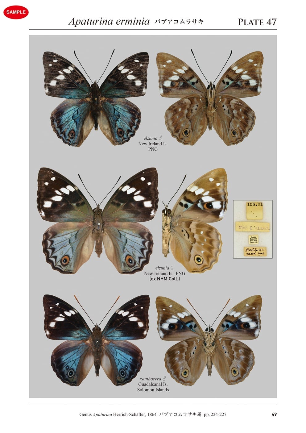 図説 世界のコムラサキ | 北海道大学出版会