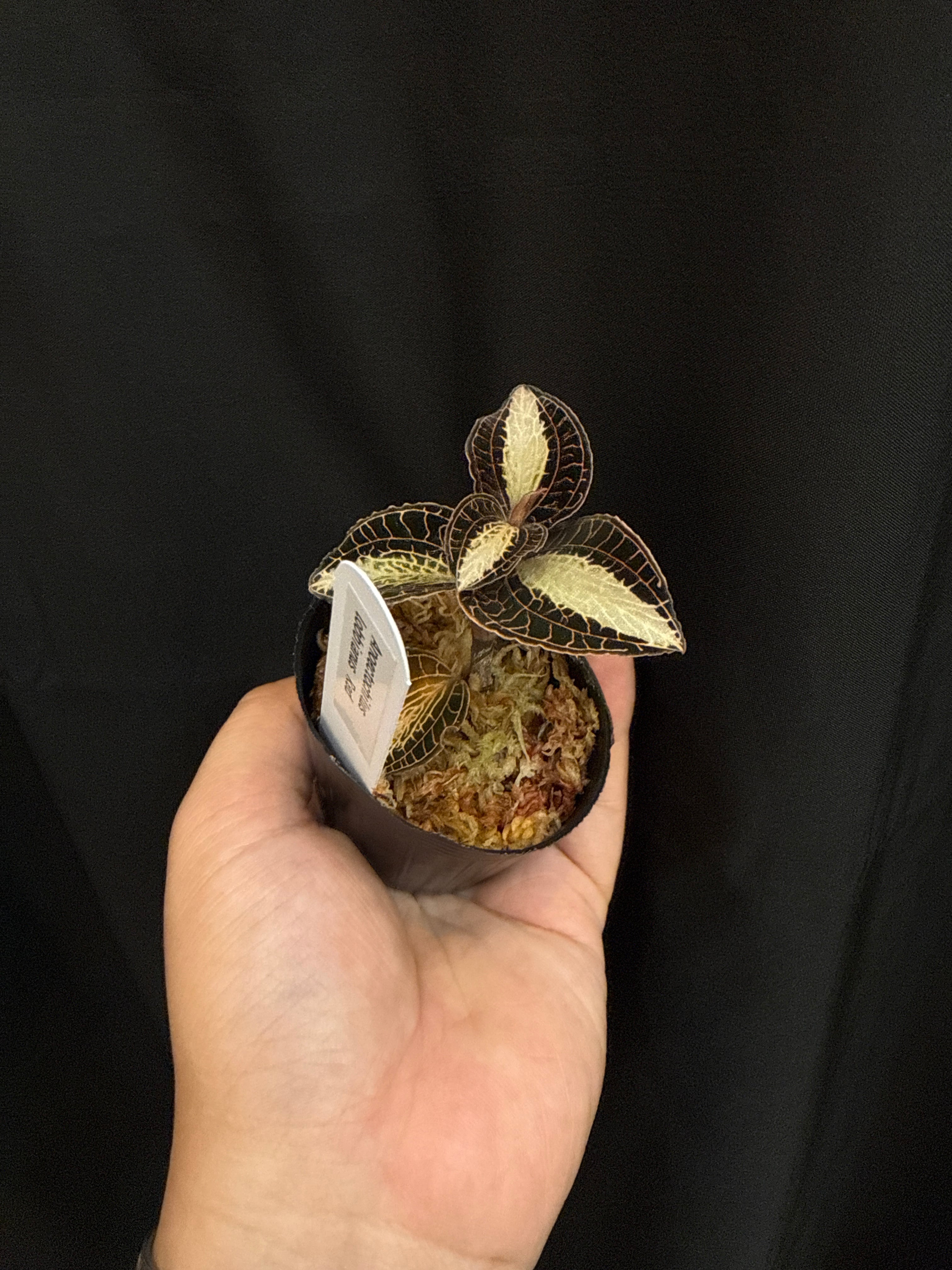 アネクトキルス ロビアーナスレッド | Gardenえん 【観葉熱帯植物】