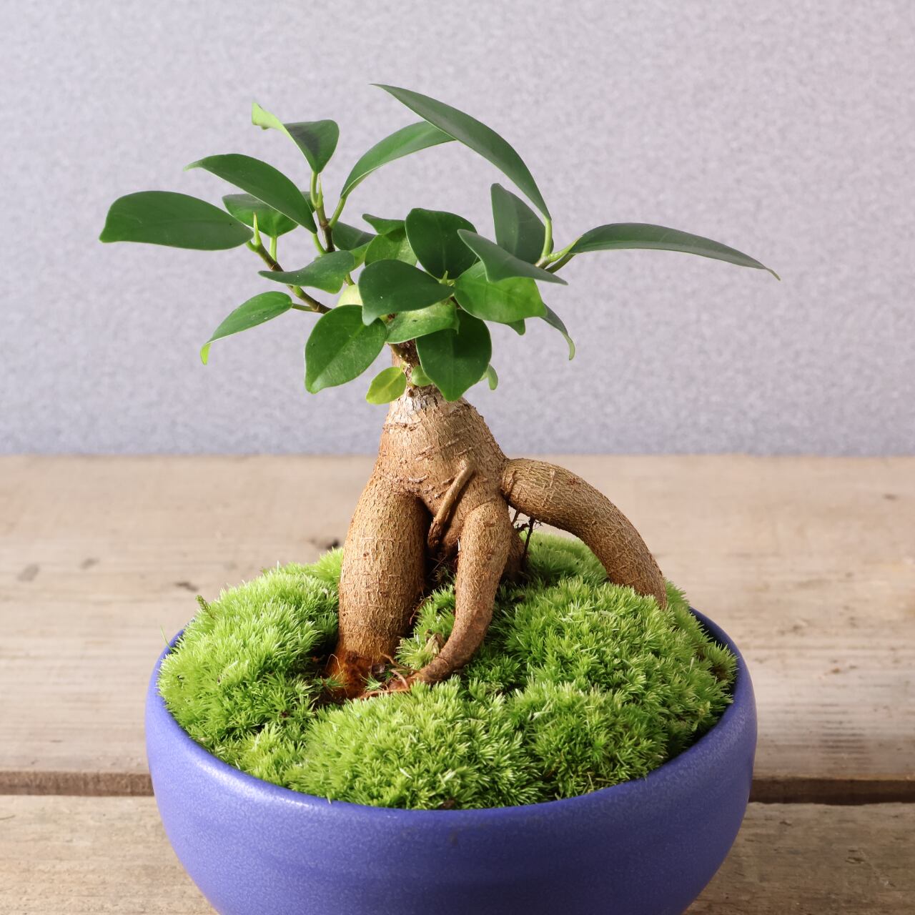 アコウ（ウスクガジュマル）盆栽 アコウ（ウスクガジュマル）盆栽 アコウ（ウスクガジュマル）盆栽