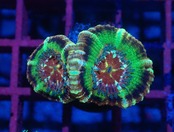 【つきみ堂Breed】BossCollection Lordhowensis Frag