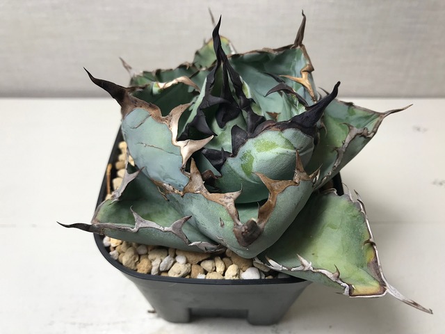 アガベ チタノタ 'ブラックアンドブルー'