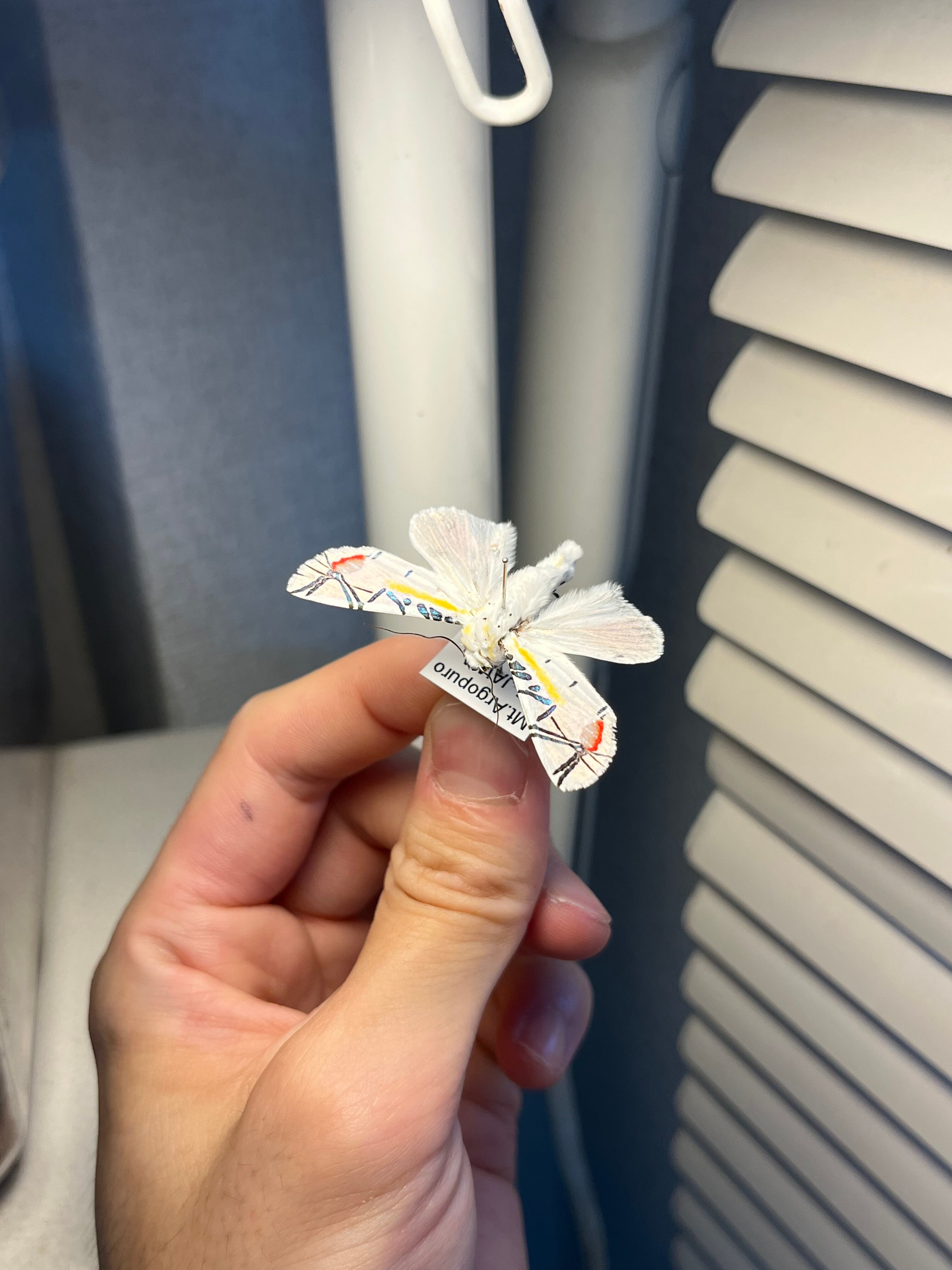 LAST個体】ピカソモスタナバタユタカヤガ蛾ルナモスミズアオモルフォ