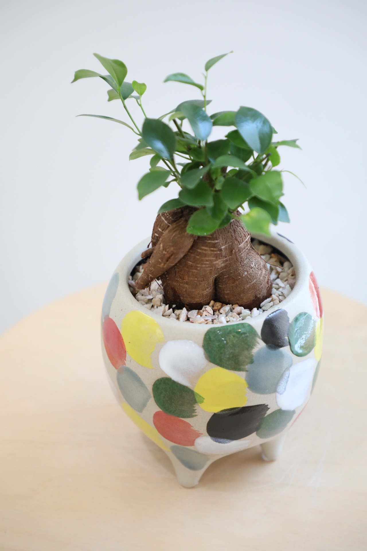 【S】ガジュマル/Ficus microcarpa