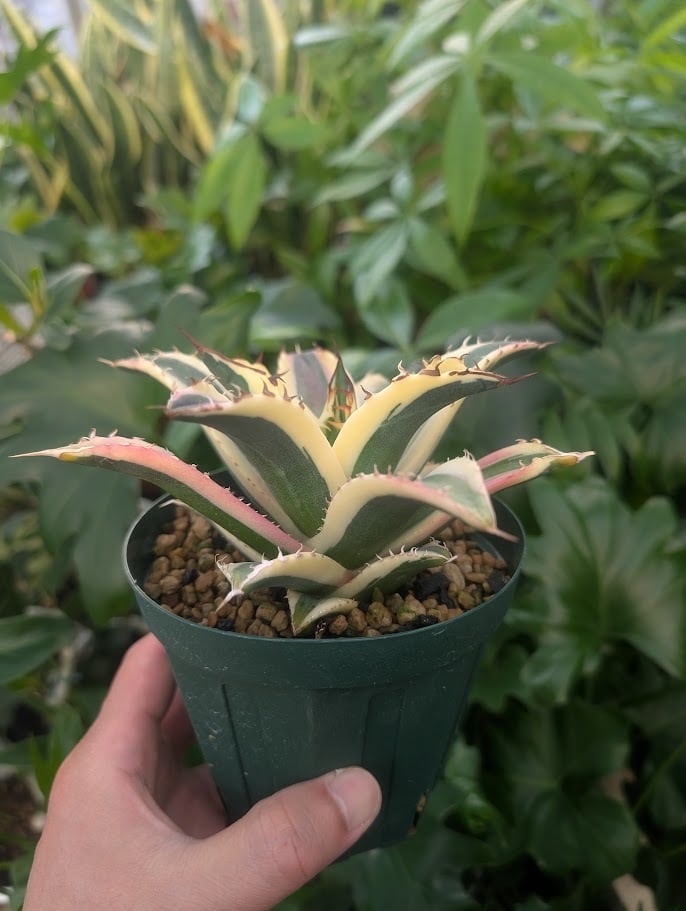 アガベ チタノタ スナグルトゥース ST25 | 多肉植物ハオルチア・アガベ