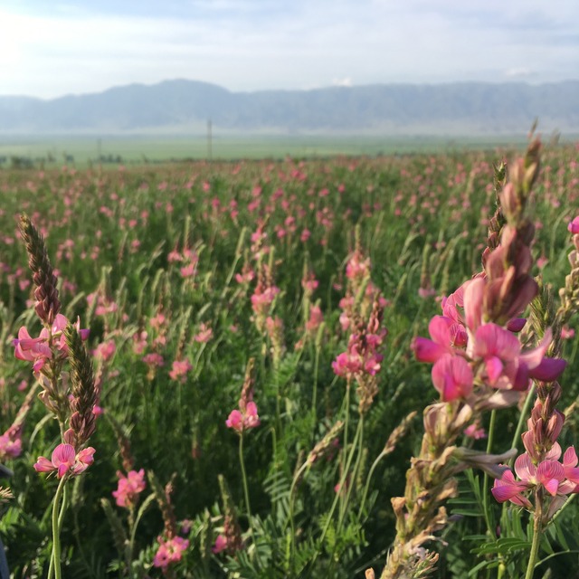 送料無料 15本セット【完全非加熱生はちみつ】キルギスの白いはちみつ 250g（活性酵素、無添加、無農薬）新ラベルになりました