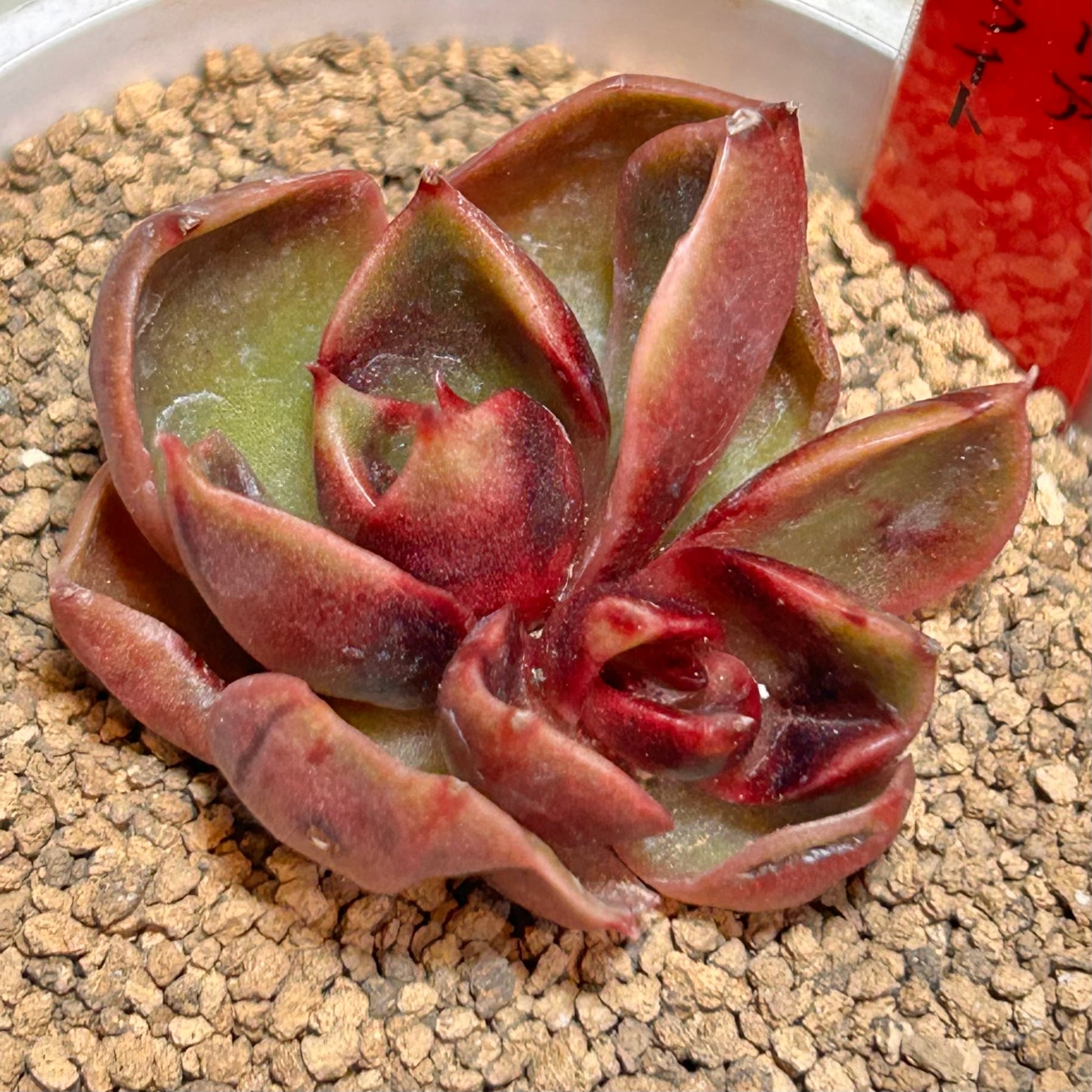 ヒアリナサンルイスデラパス | RuPo 多肉植物専門店
