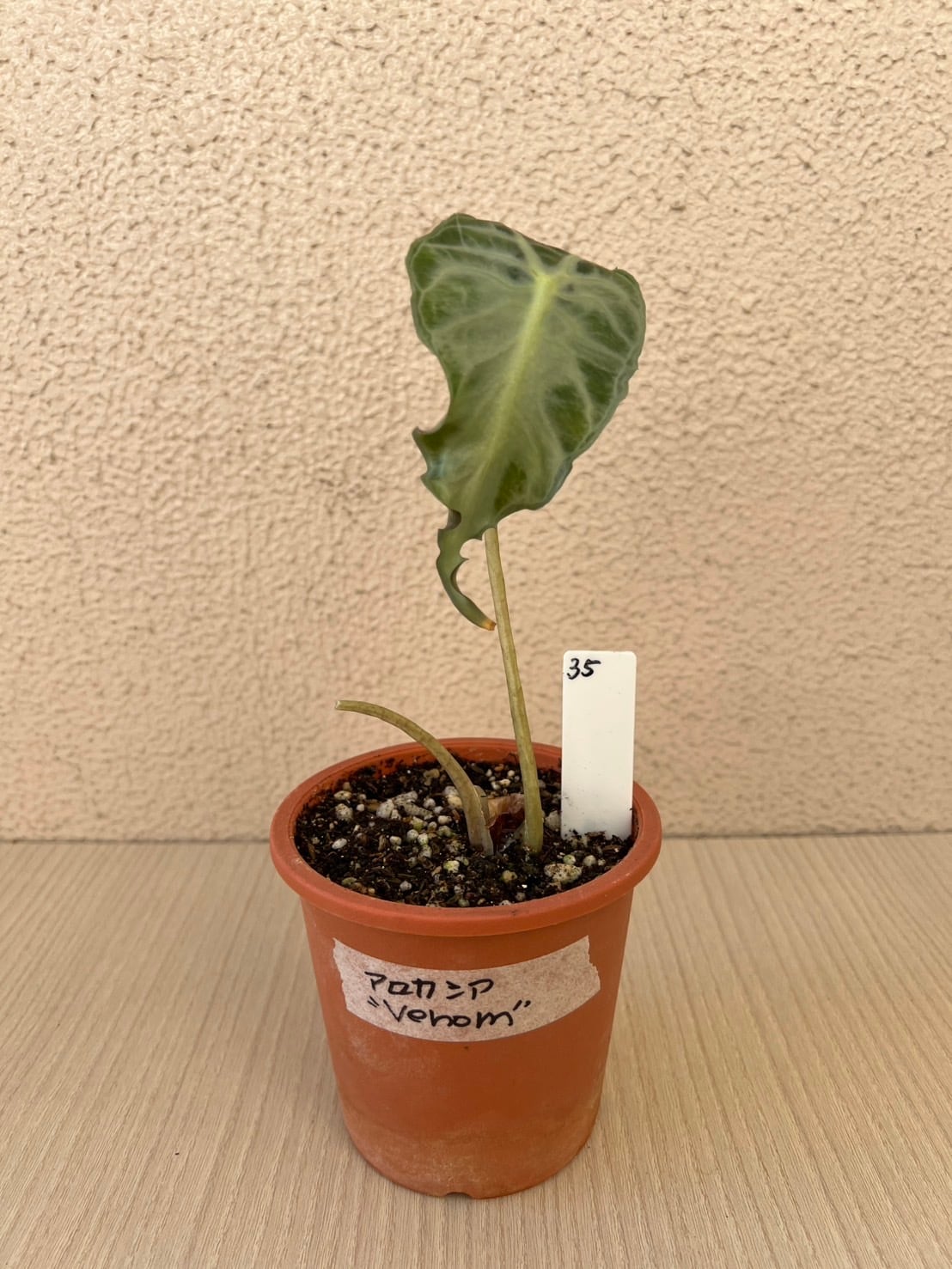 アロカシアヴェノム Alocasia Venom #v003 | トロピカルプランツ